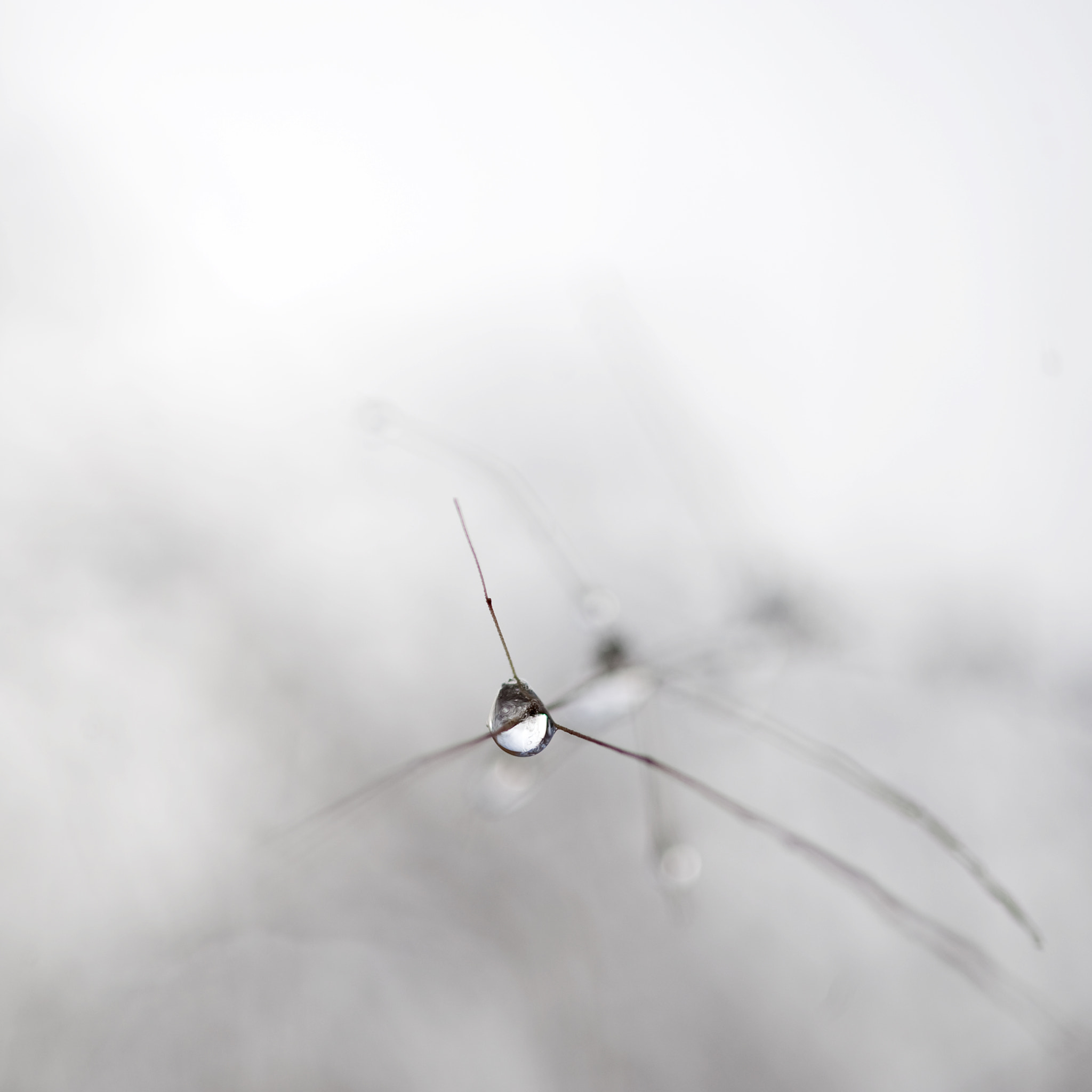 Nikon D3 sample photo. Spider drop photography