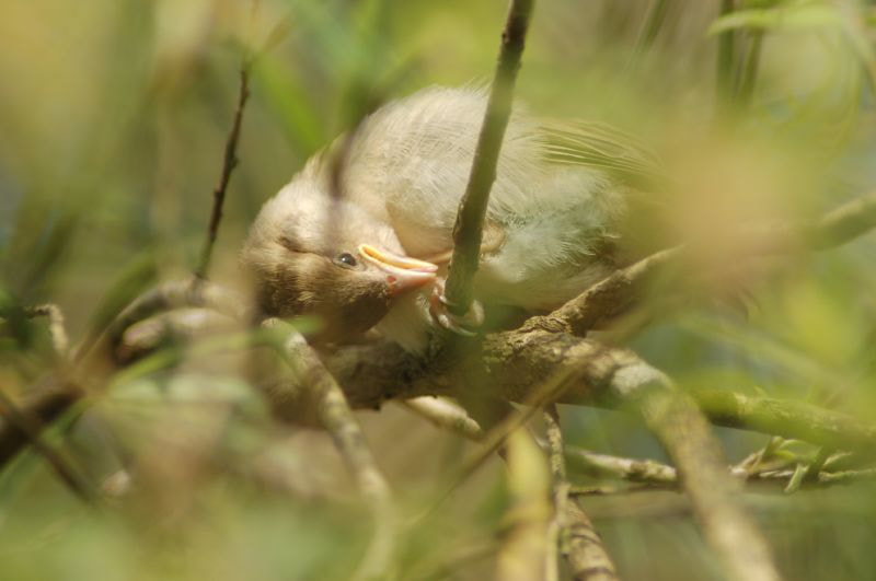 Nikon AF Nikkor 70-300mm F4-5.6G sample photo. Bird pecks photography