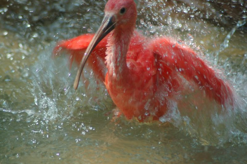 Nikon AF Nikkor 70-300mm F4-5.6G sample photo. Splash! photography