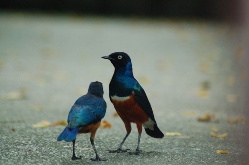 Nikon AF Nikkor 70-300mm F4-5.6G sample photo. Birds photography