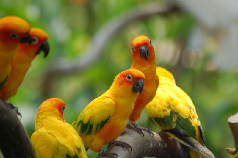Nikon AF Nikkor 70-300mm F4-5.6G sample photo. Lovebirds photography