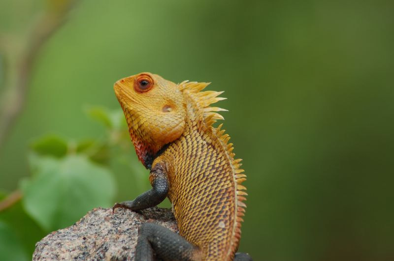 Nikon AF Nikkor 70-300mm F4-5.6G sample photo. Chameleon photography