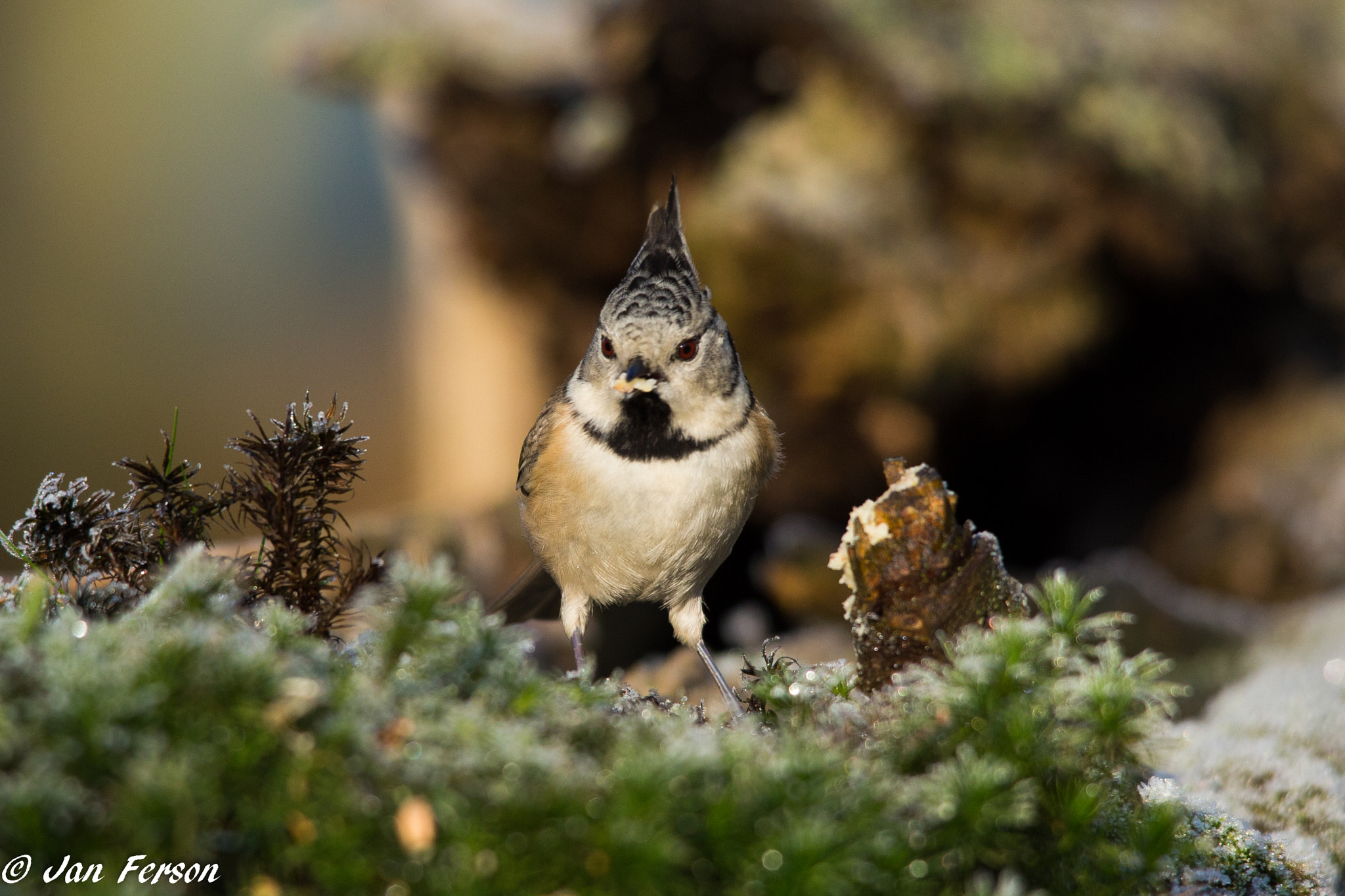 Sigma 150-500mm F5-6.3 DG OS HSM sample photo. Crested tit photography