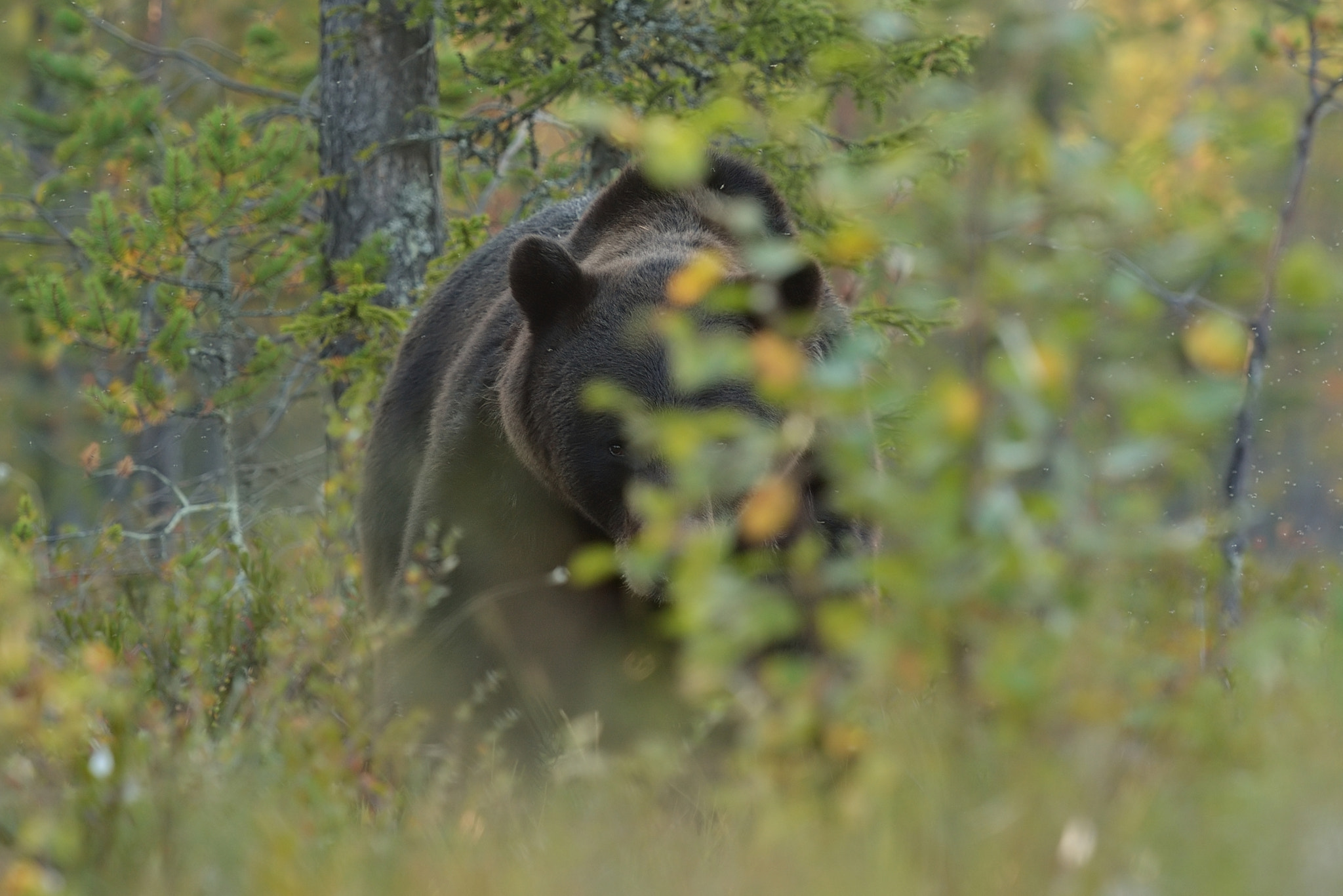 Nikon D4 sample photo. Eye to eye with brown bear photography