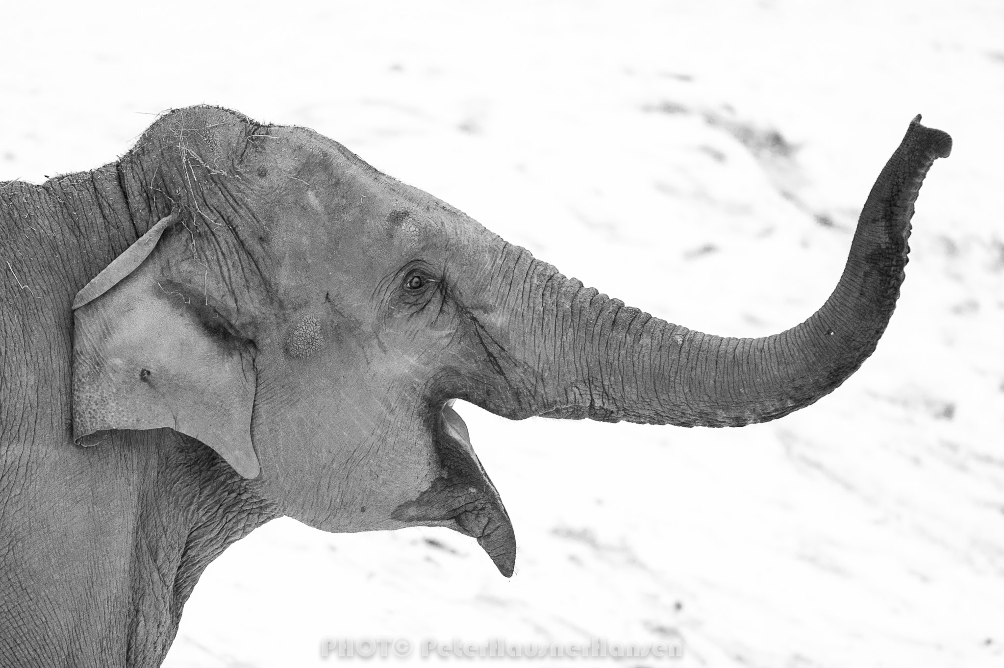 Nikon D3 sample photo. Happy elefant photography
