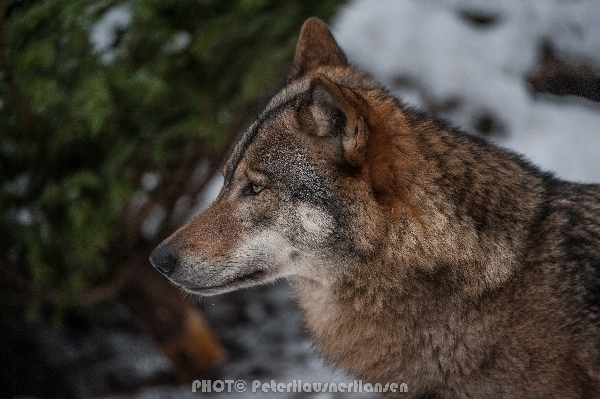Nikon D3 sample photo. Wolf photography