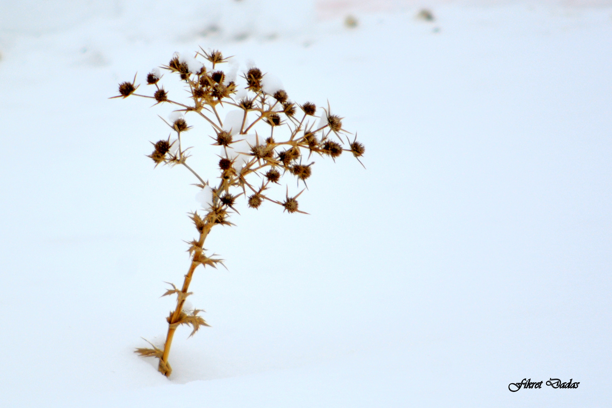 Nikon D7100 + AF Nikkor 70-210mm f/4-5.6 sample photo. Dikenli çalılar photography