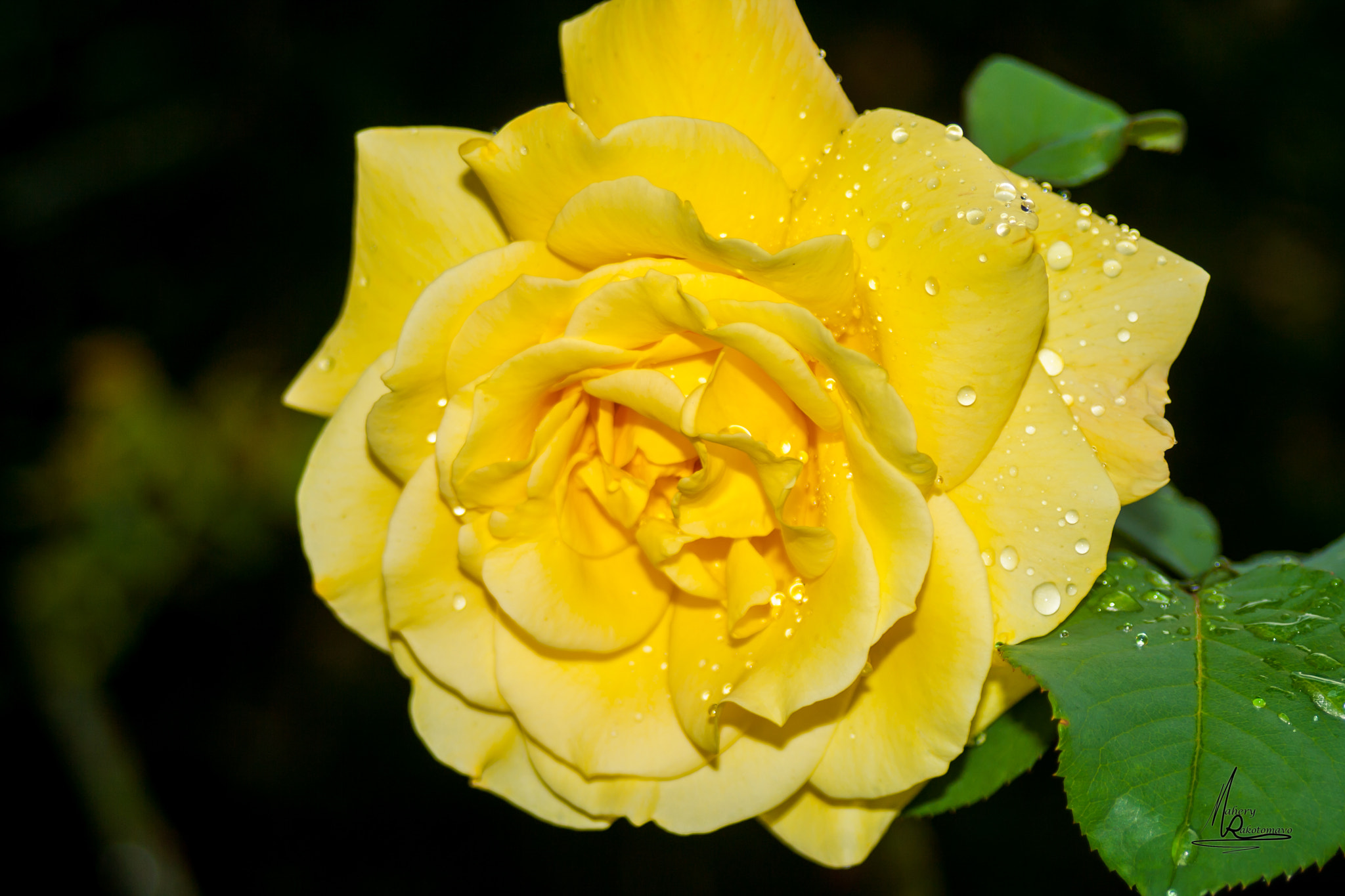 Canon EF 28-80mm f/3.5-5.6 sample photo. Rose photography