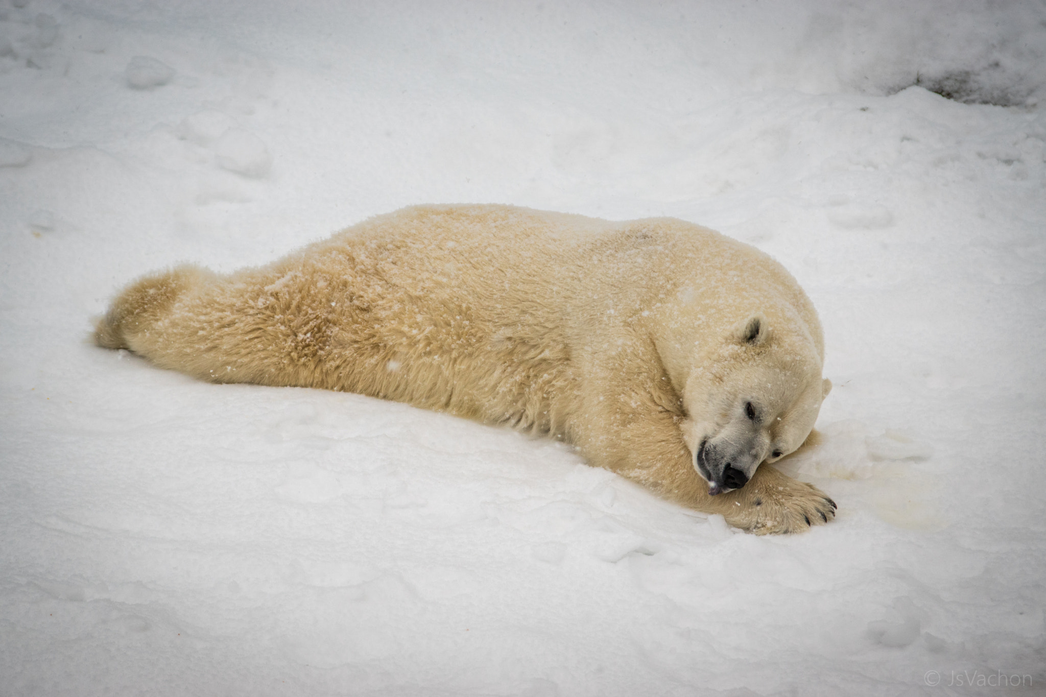 Tamron SP AF 70-200mm F2.8 Di LD (IF) MACRO sample photo. Polar bear at "aquarium du québec" photography