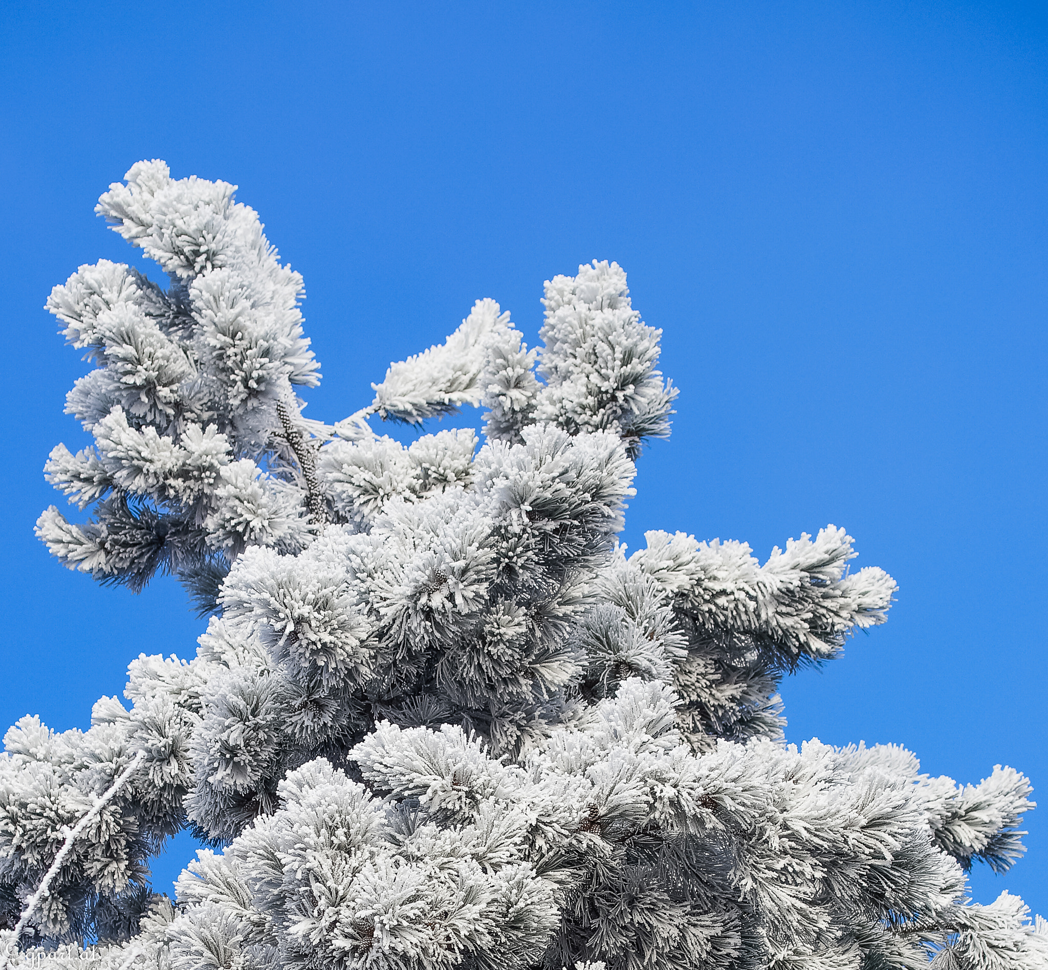 Sony a99 II + 90mm F2.8 Macro SSM sample photo. Frozen tree photography