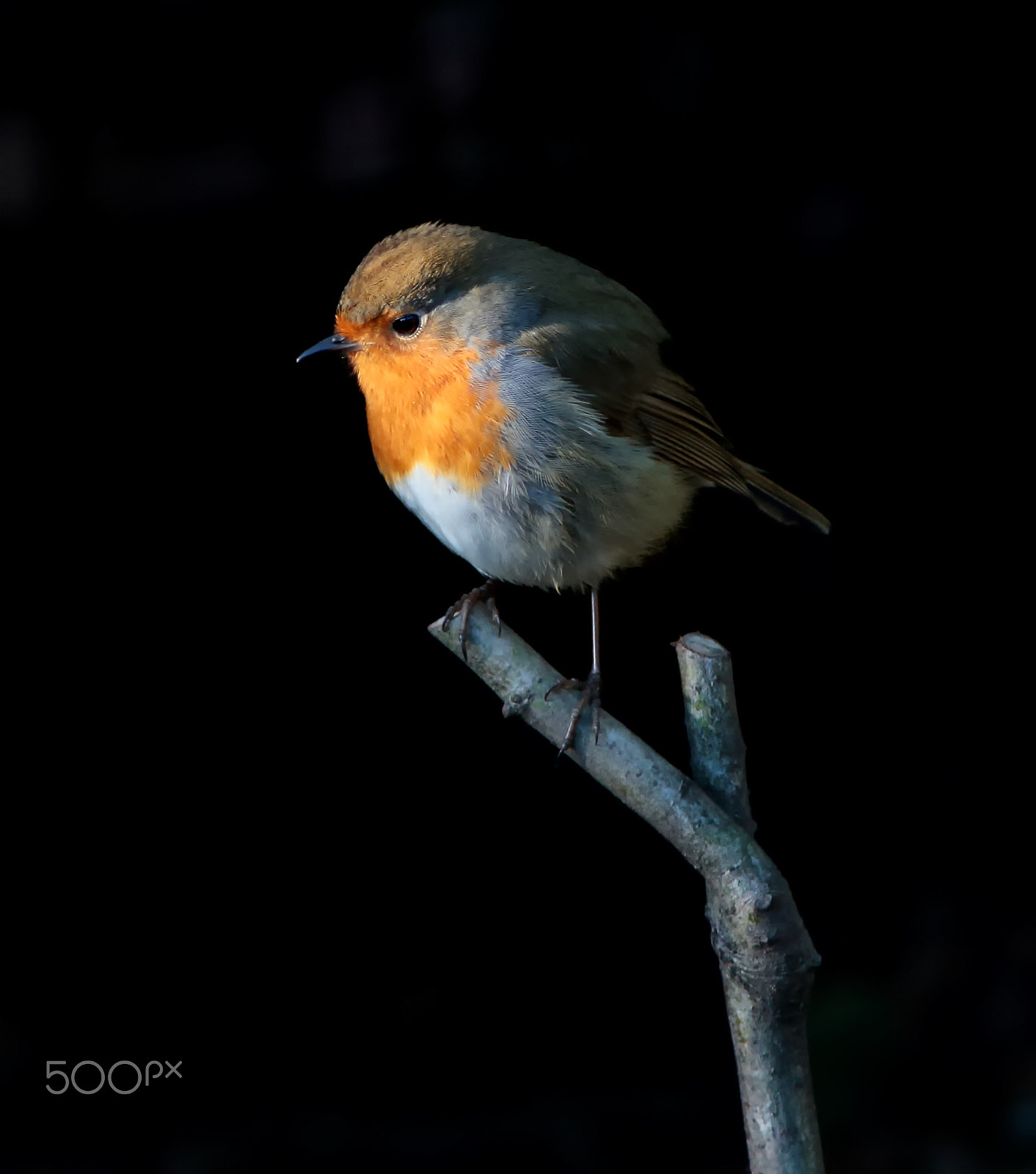 Canon EF 200mm f/2.8L II + 2x sample photo. Robin on a branch 09 photography