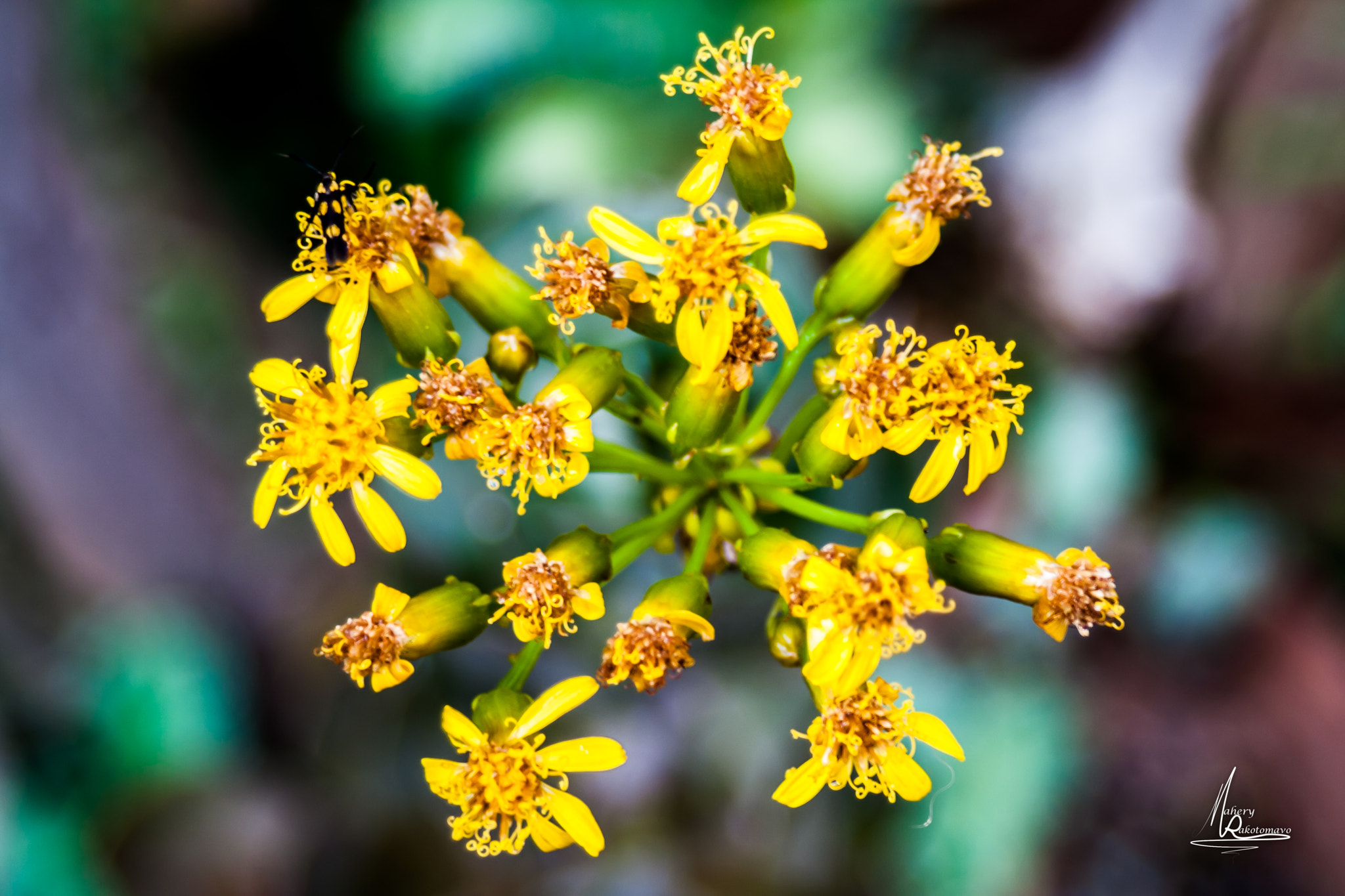 Canon EF 28-80mm f/3.5-5.6 sample photo. Fleur d'artifice photography