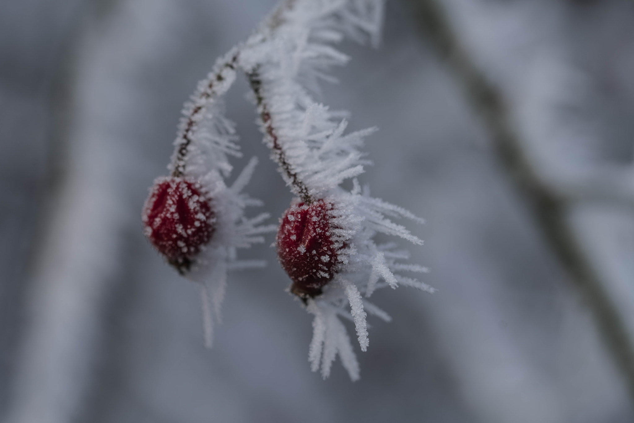 Sony a7R II + 90mm F2.8 Macro SSM sample photo. Hagebute on ice photography