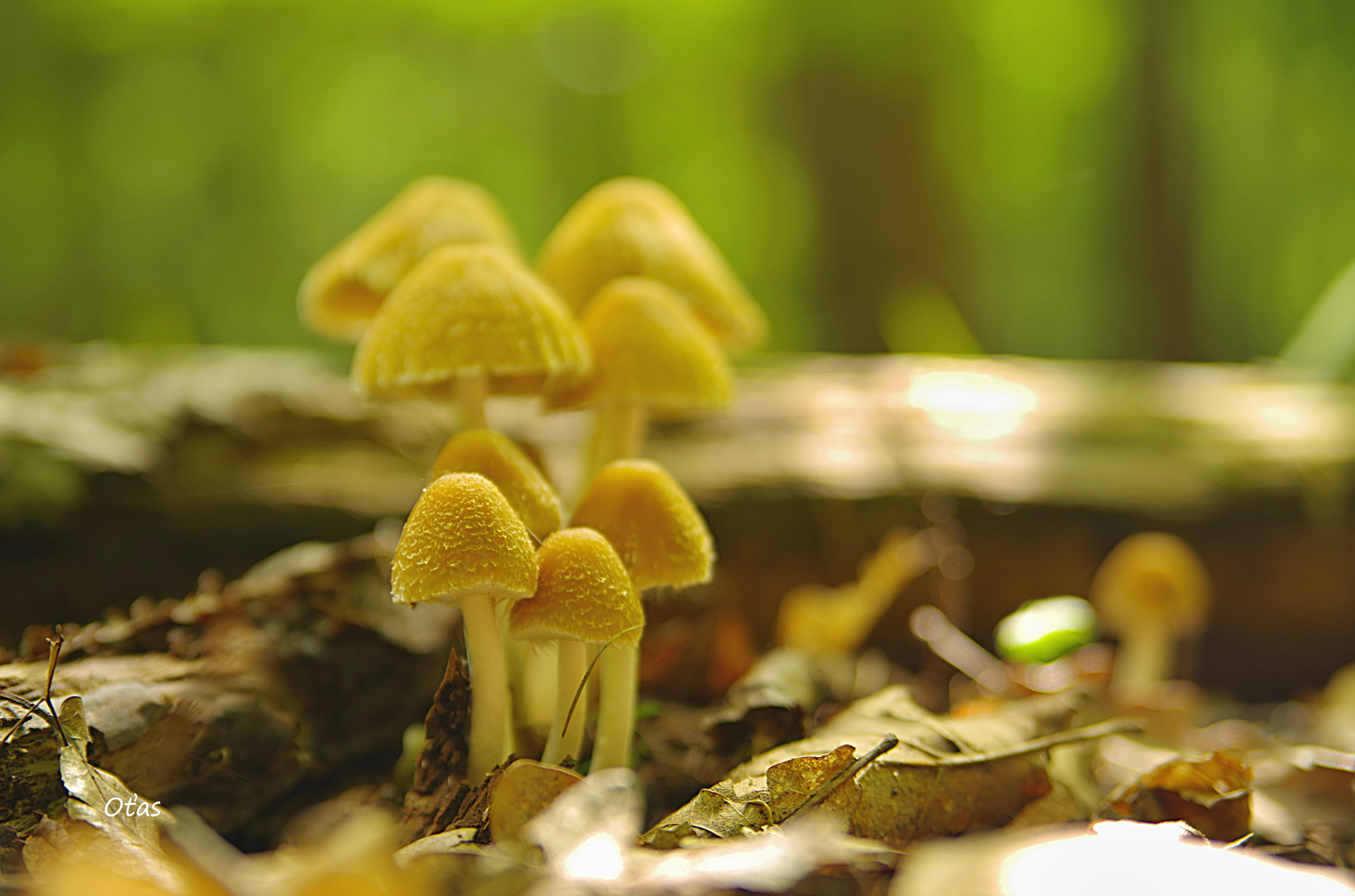 Pentax K-1 sample photo. Mushroom photography