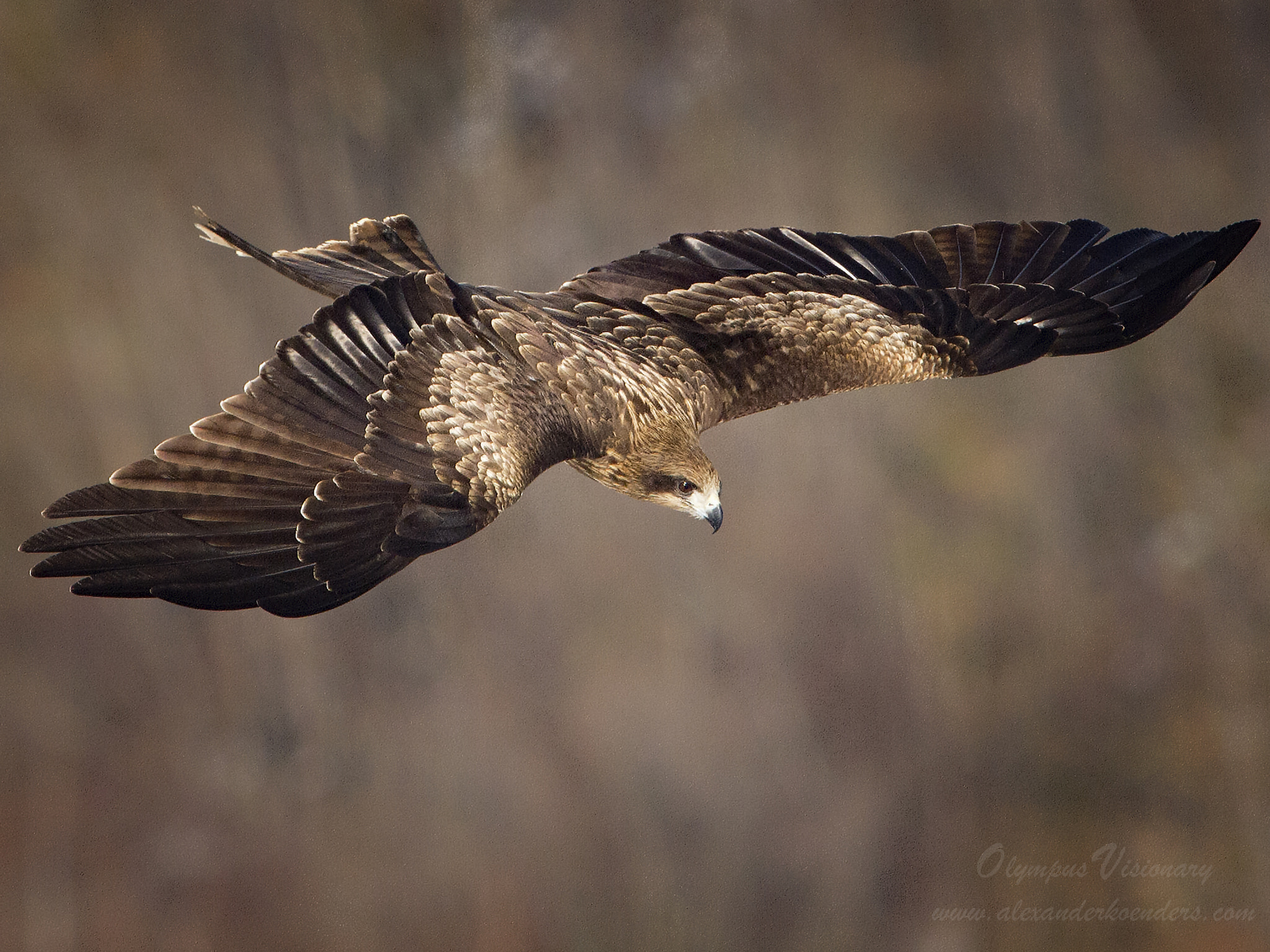 OLYMPUS 300mm Lens sample photo. Black eared kite photography