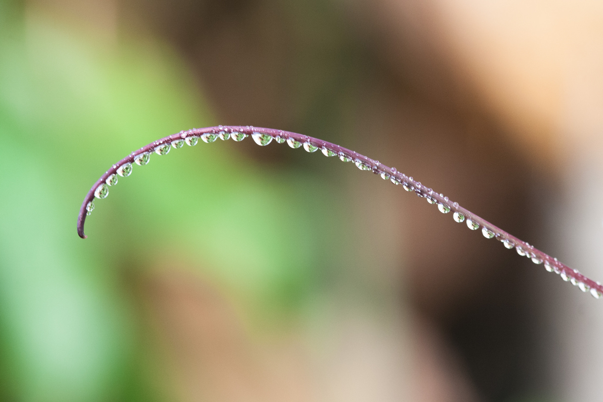 Sigma 105mm F2.8 EX DG OS HSM sample photo. Perles.jpg photography