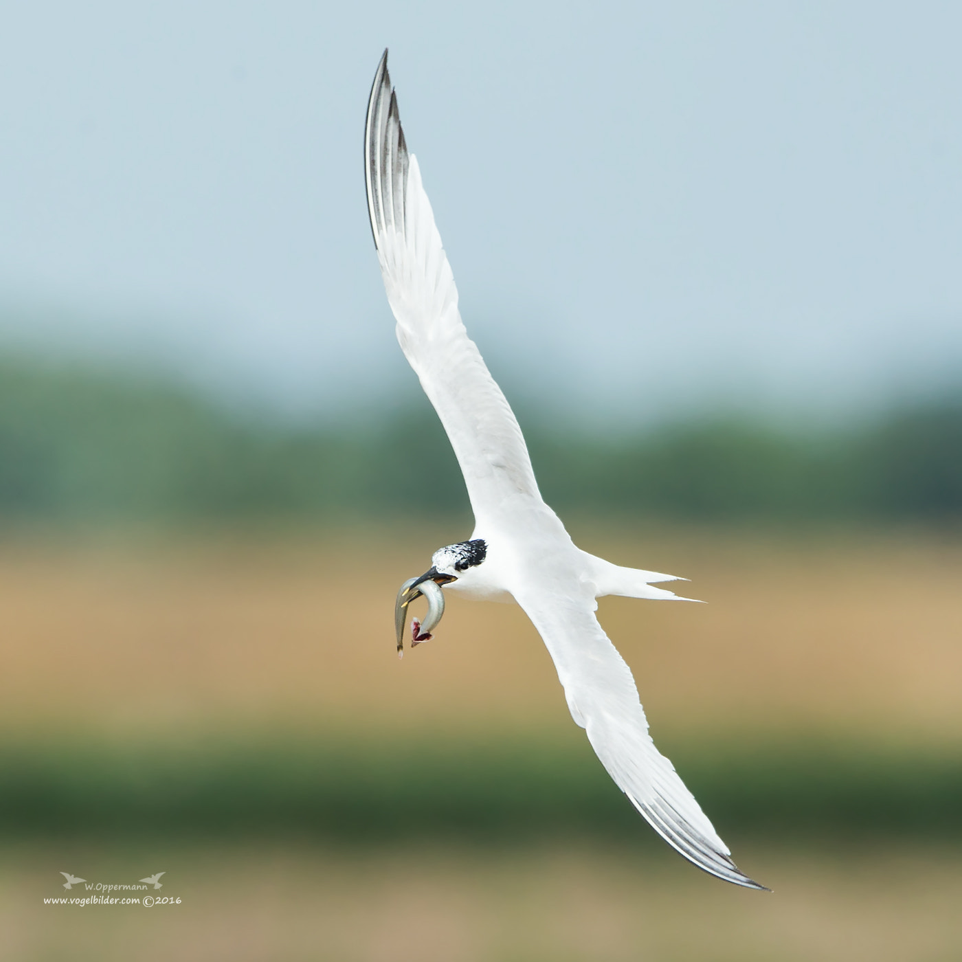 Canon EF 600mm F4L IS II USM sample photo. Brandseeschwalben / sandwich tern photography