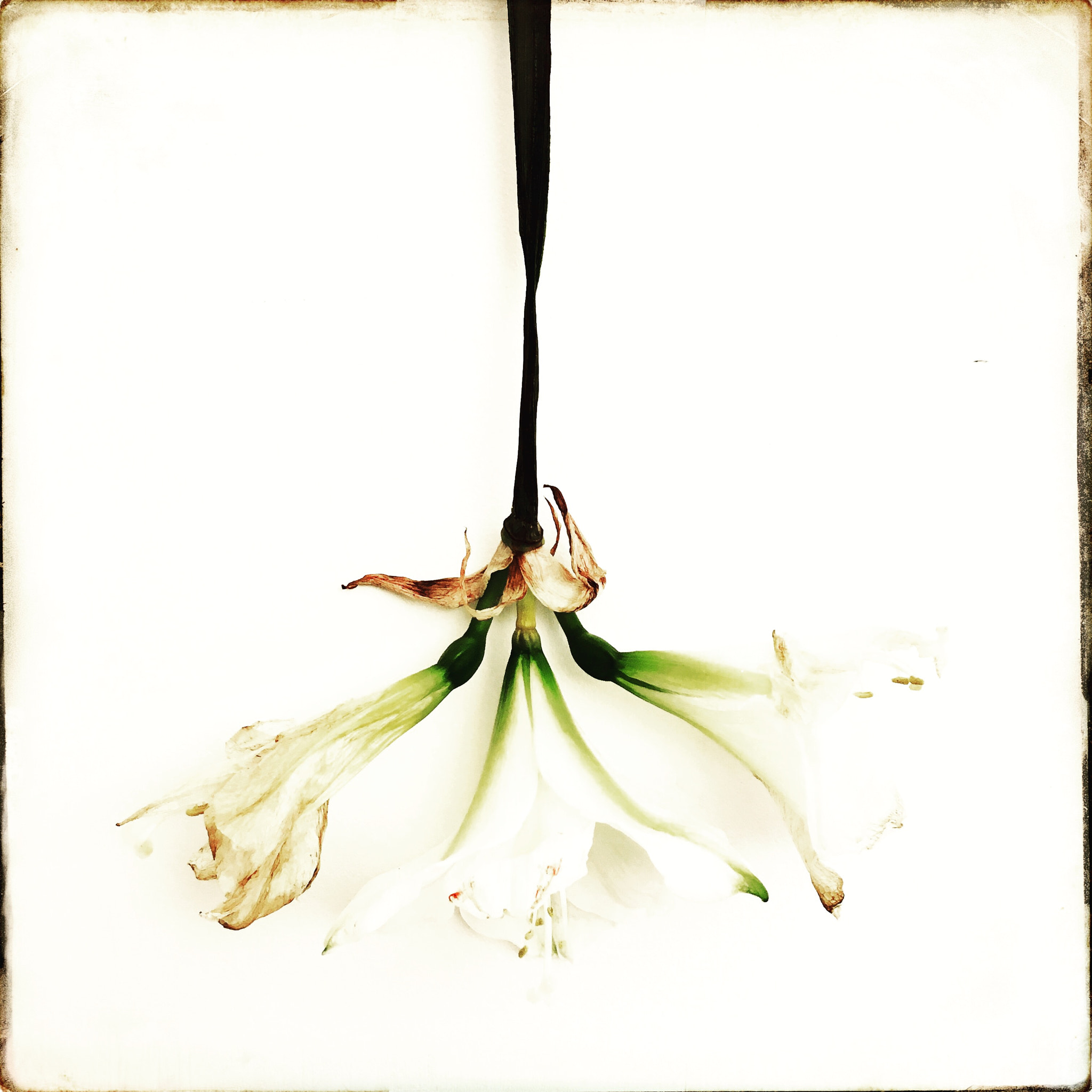 Hipstamatic 330 sample photo. Beauty photography