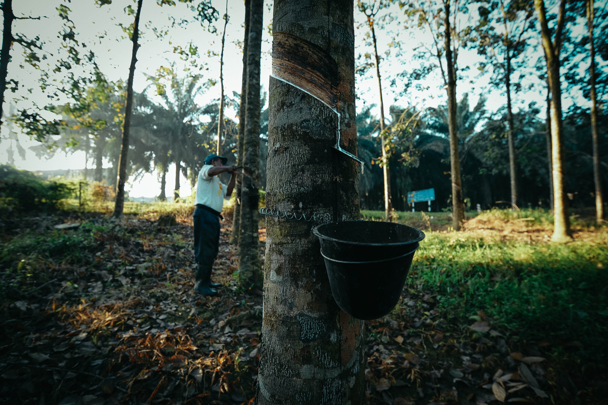 Nikon AF-S Nikkor 18-35mm F3.5-4.5G ED sample photo. Rubebr tapper photography