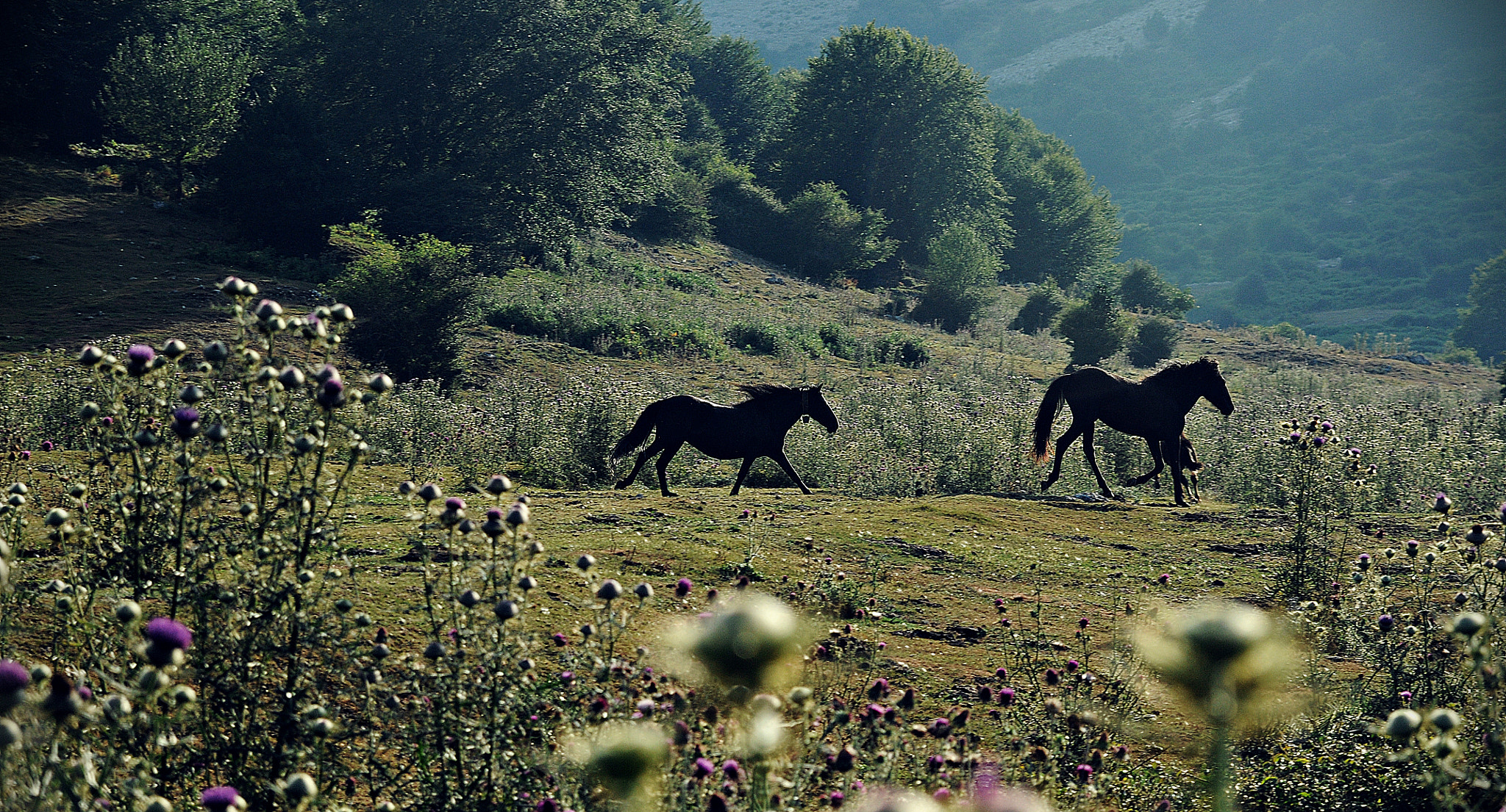 Nikon D300 + Sigma 17-70mm F2.8-4.5 DC Macro Asp. IF sample photo. Wild photography