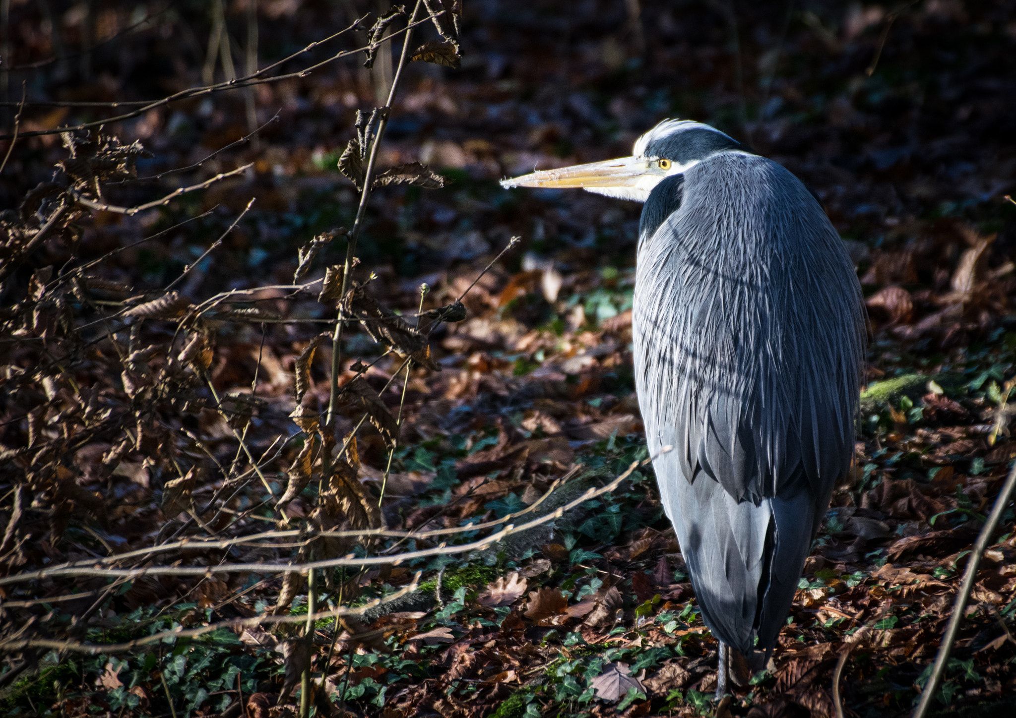 Nikon D5300 + Sigma 70-300mm F4-5.6 DG OS sample photo. Grey heron photography