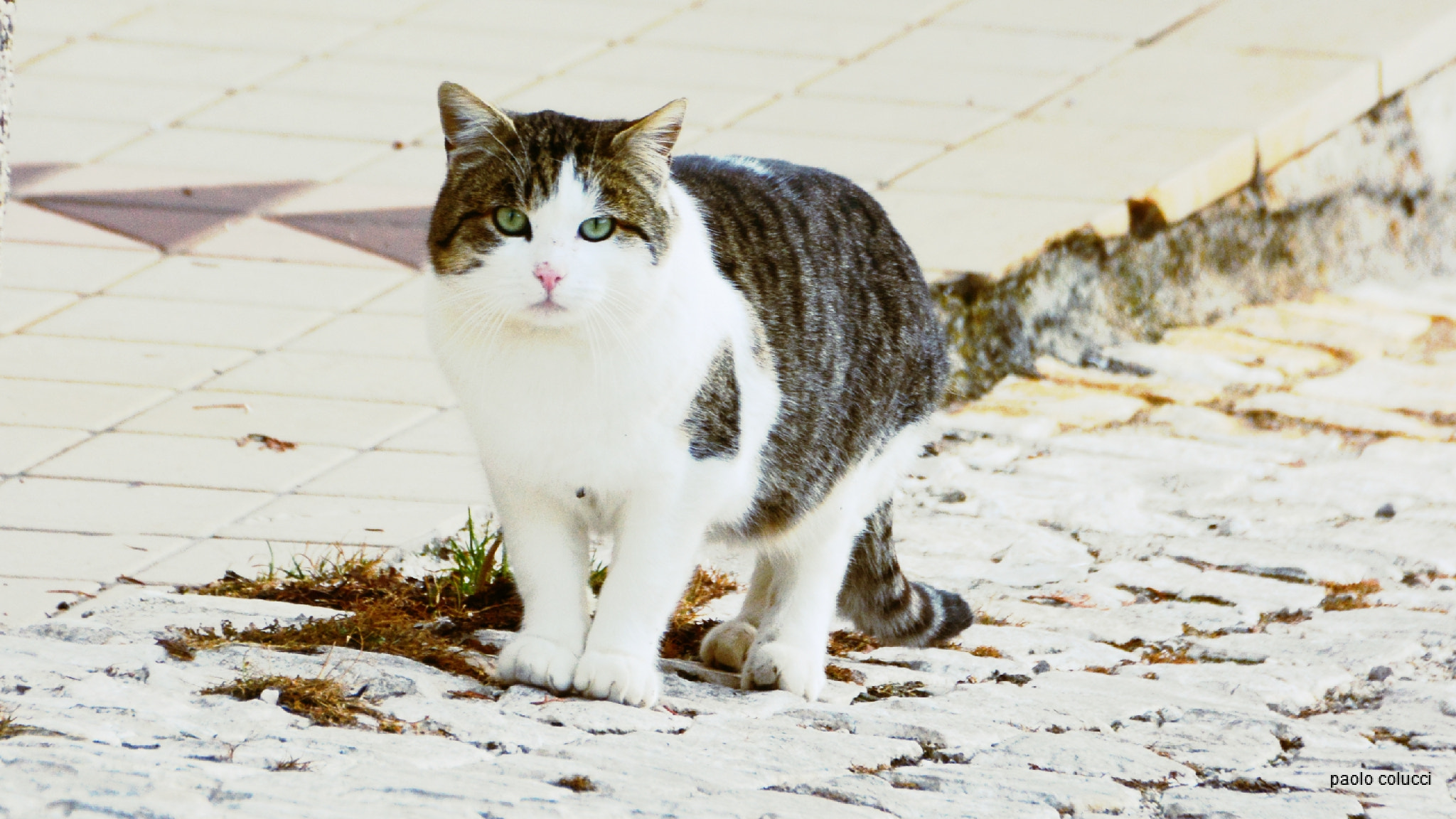 Sigma 18-200mm F3.5-6.3 II DC OS HSM sample photo. Gatto photography