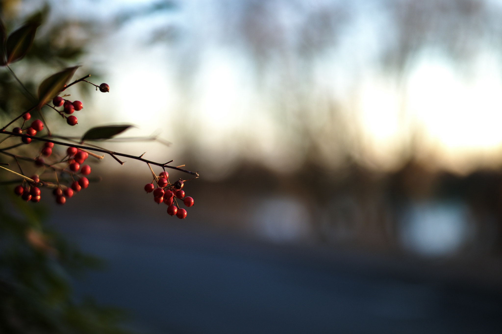 Leica M9 + Leica Summilux-M 50mm F1.4 ASPH sample photo. Berries photography