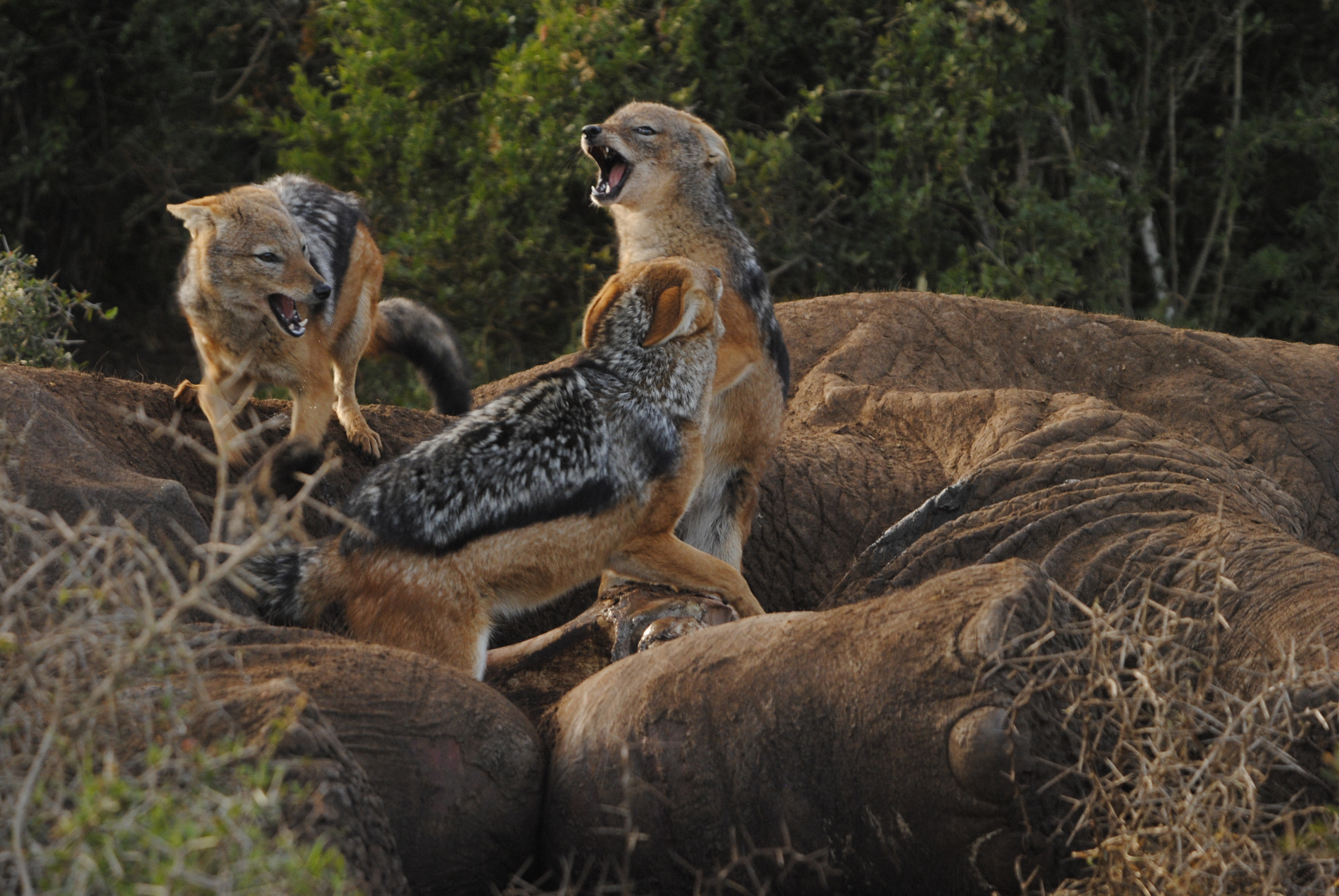 Sigma 50-500mm F4-6.3 EX APO RF HSM sample photo. Survival of the fittest photography