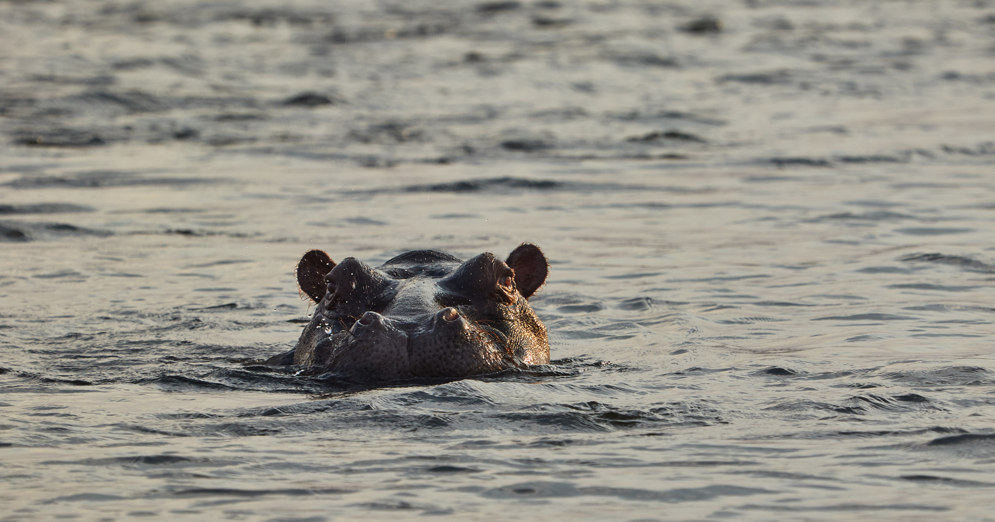 Canon EOS 7D Mark II sample photo. Hippo in his habitat photography