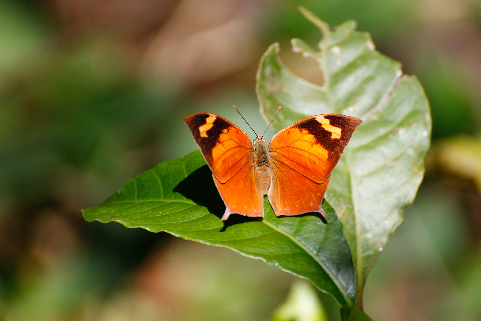 Canon EOS 1100D (EOS Rebel T3 / EOS Kiss X50) sample photo. A butterfly on a leaf photography