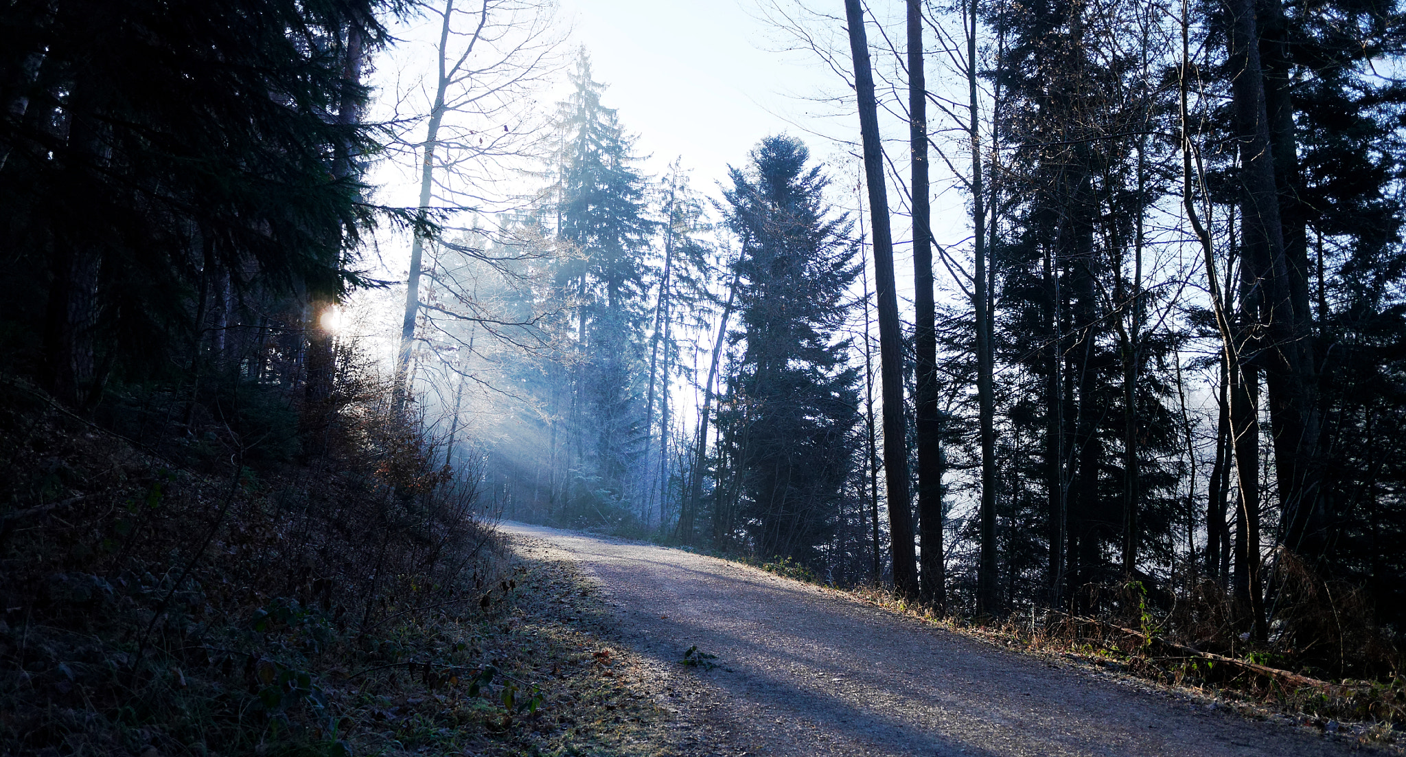 Panasonic Lumix DMC-G6 + Panasonic Lumix G 14mm F2.5 ASPH sample photo. Magic forest photography