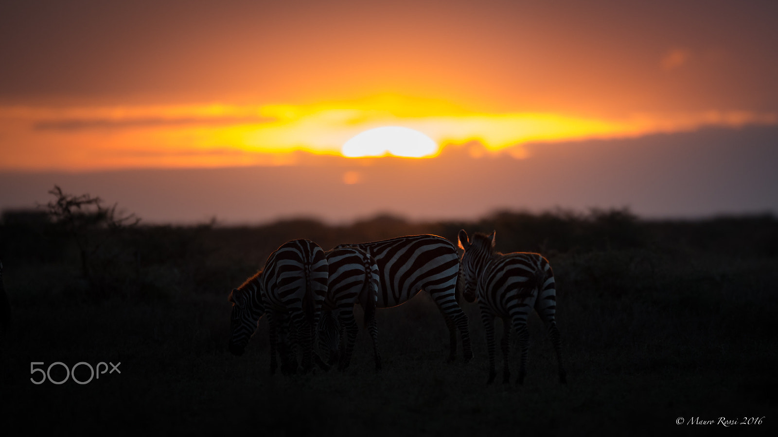 Nikon AF-S Nikkor 500mm F4E FL ED VR sample photo. "at sunset..." photography