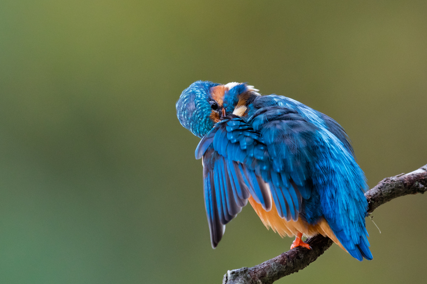 Canon EF 600mm F4L IS II USM sample photo. Martin pecheur photography