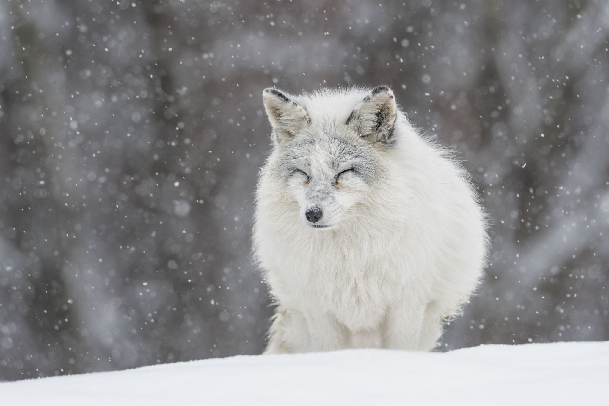 Nikon D500 + Nikon AF-S Nikkor 600mm F4G ED VR sample photo. That's winter... photography