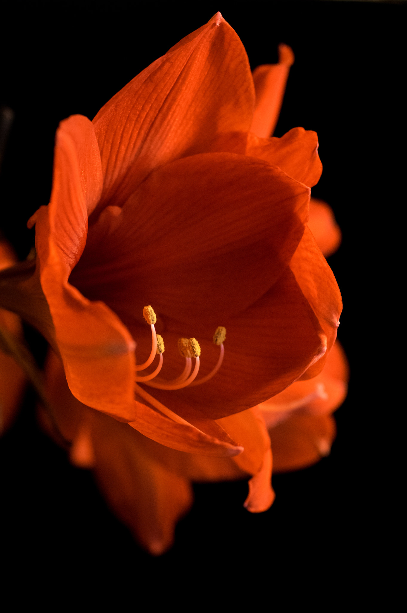 Pentax K-3 sample photo. Flowers photography