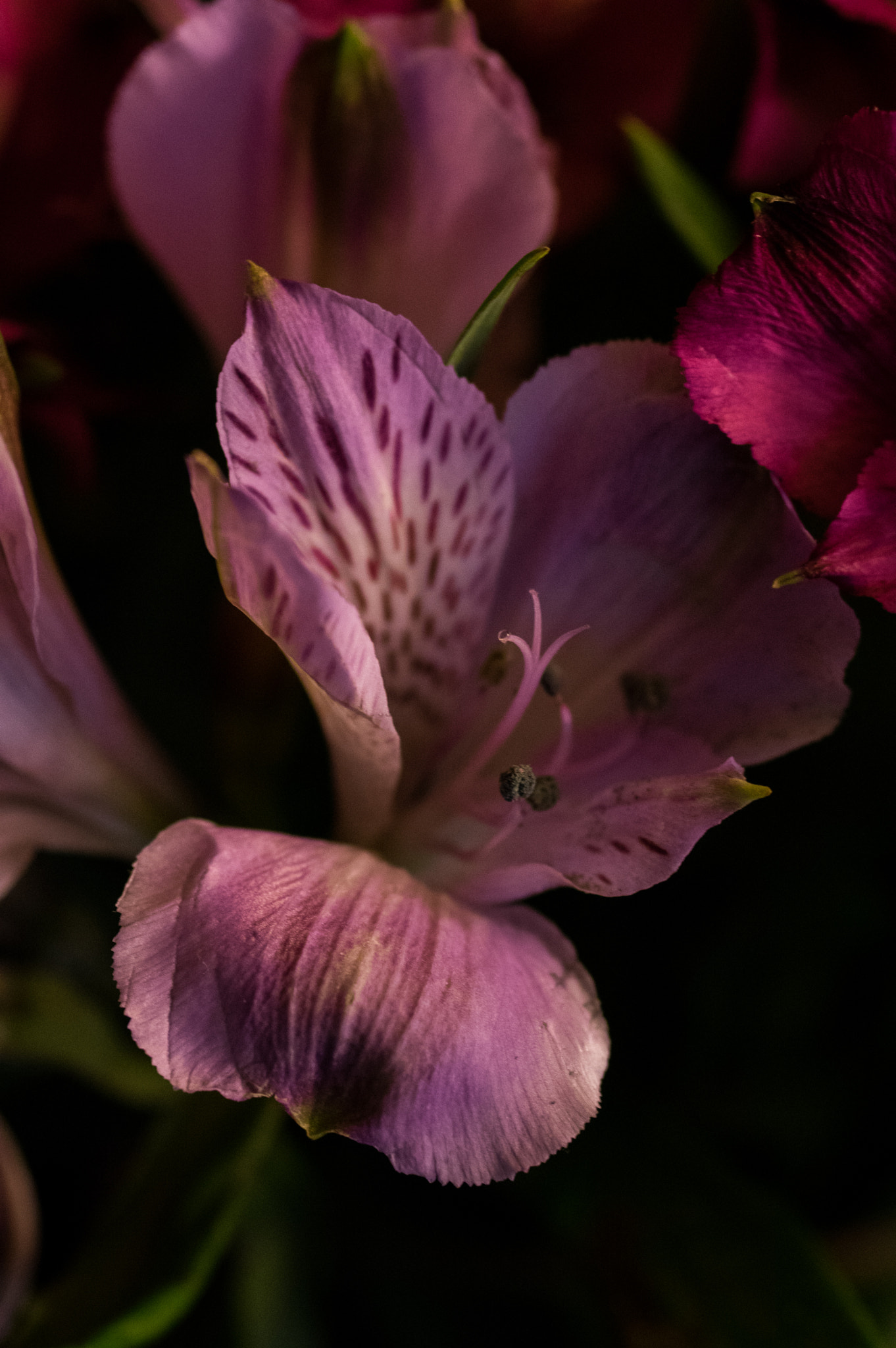 Pentax K-3 sample photo. Flowers photography
