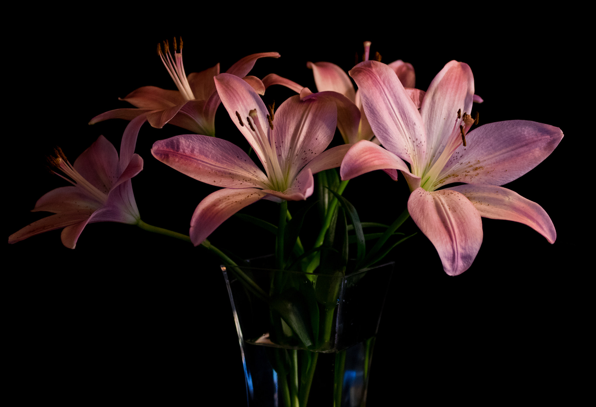 smc PENTAX-FA Macro 50mm F2.8 sample photo. Flowers photography