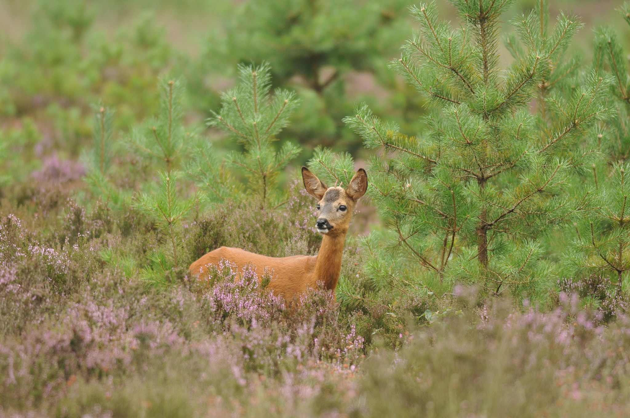 Nikon D300S + Nikon AF-S Nikkor 300mm F4D ED-IF sample photo. Juvenile roebuck photography