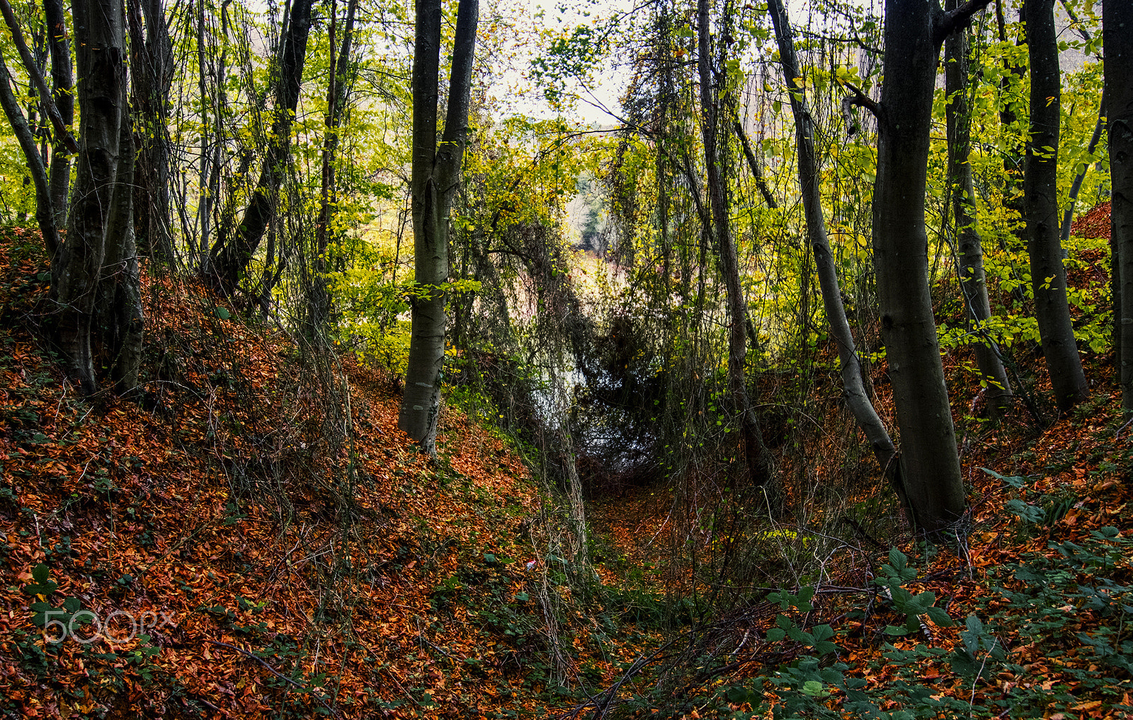 Pentax smc DA 12-24mm F4.0 ED AL (IF) sample photo. In the forest photography