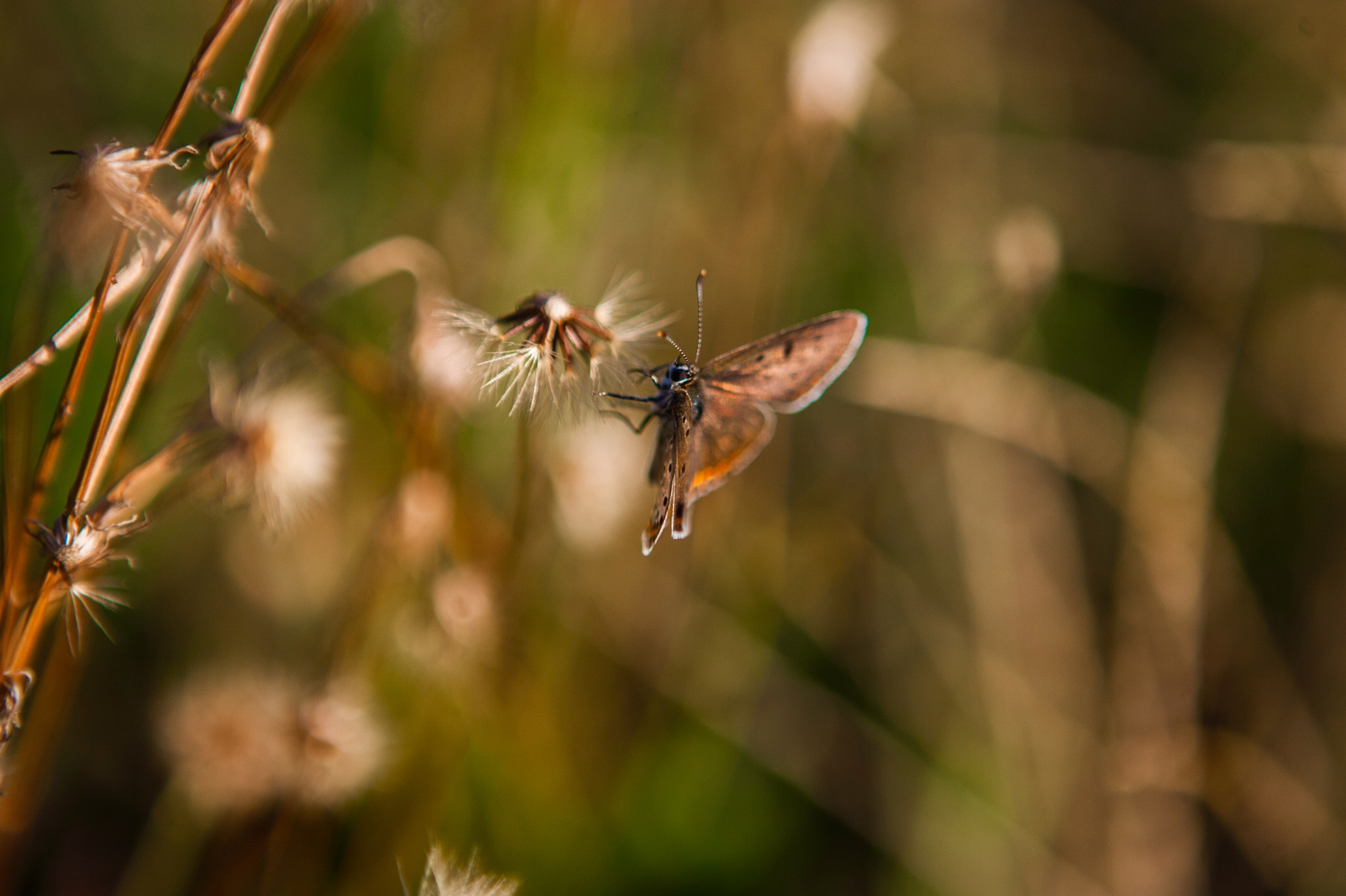 Canon EOS-1D Mark II N sample photo. Little butterfly photography