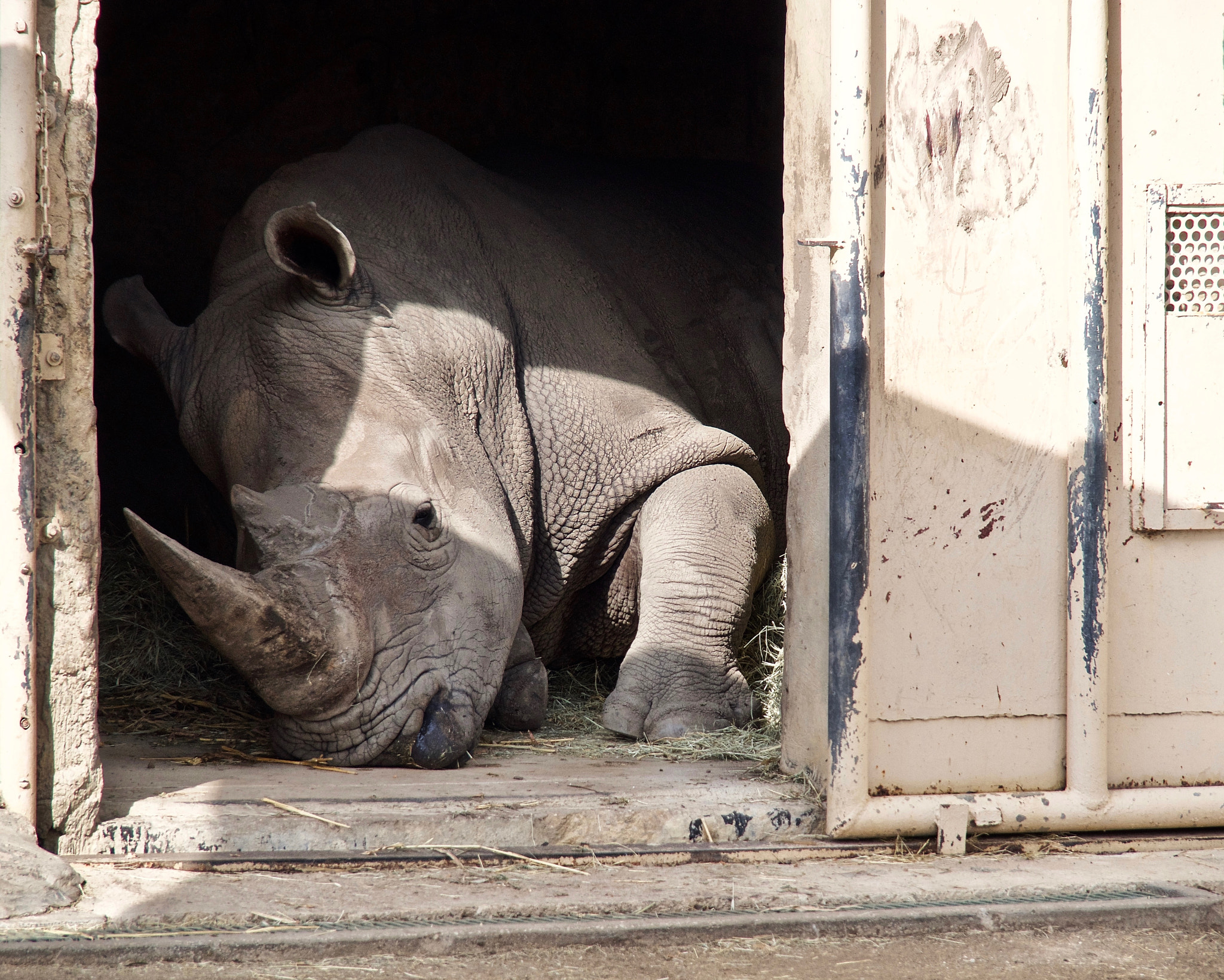 Olympus OM-D E-M1 sample photo. Rhino in a container photography