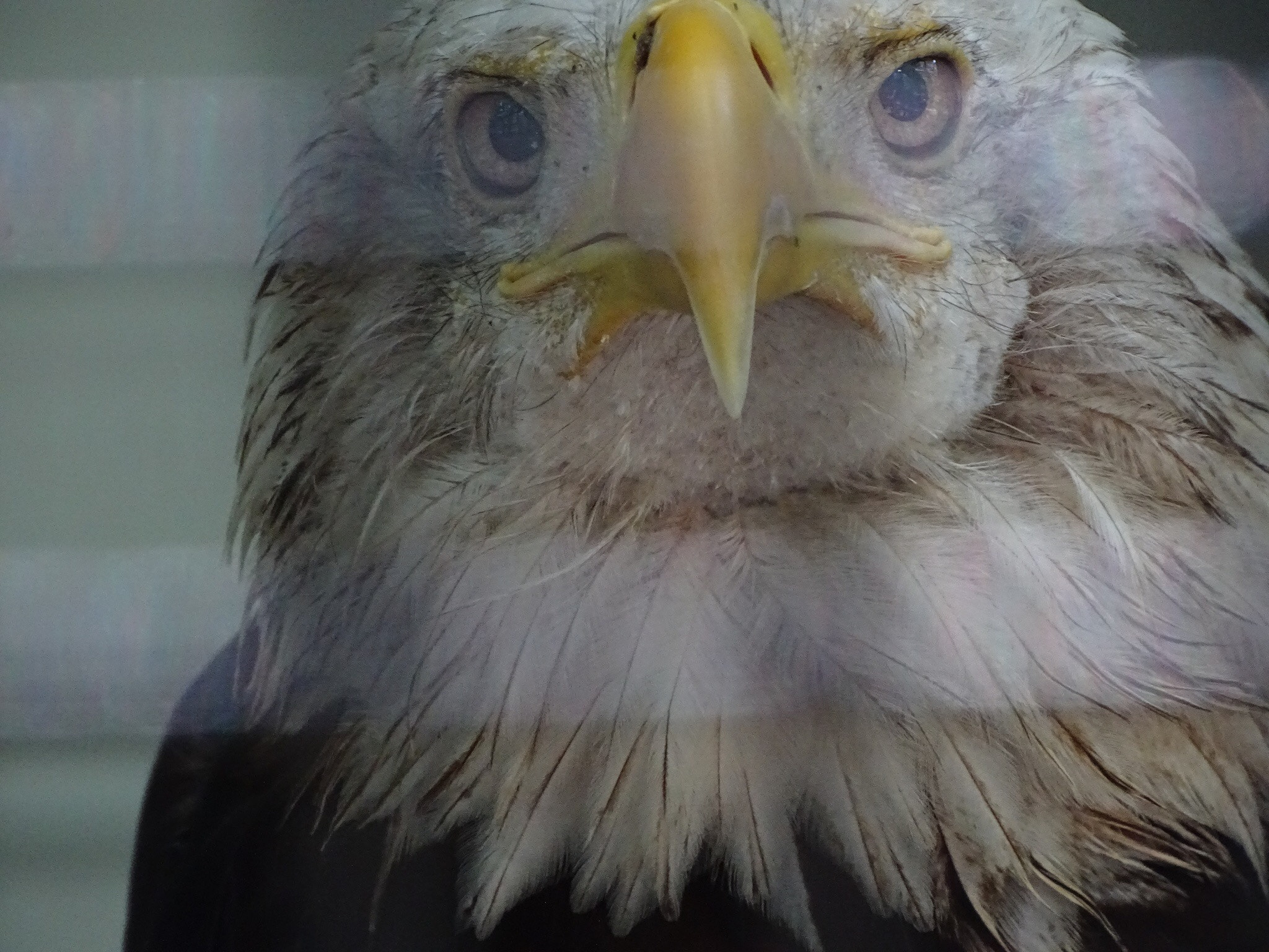 Sony Cyber-shot DSC-HX400V sample photo. Eagle at the zoo photography