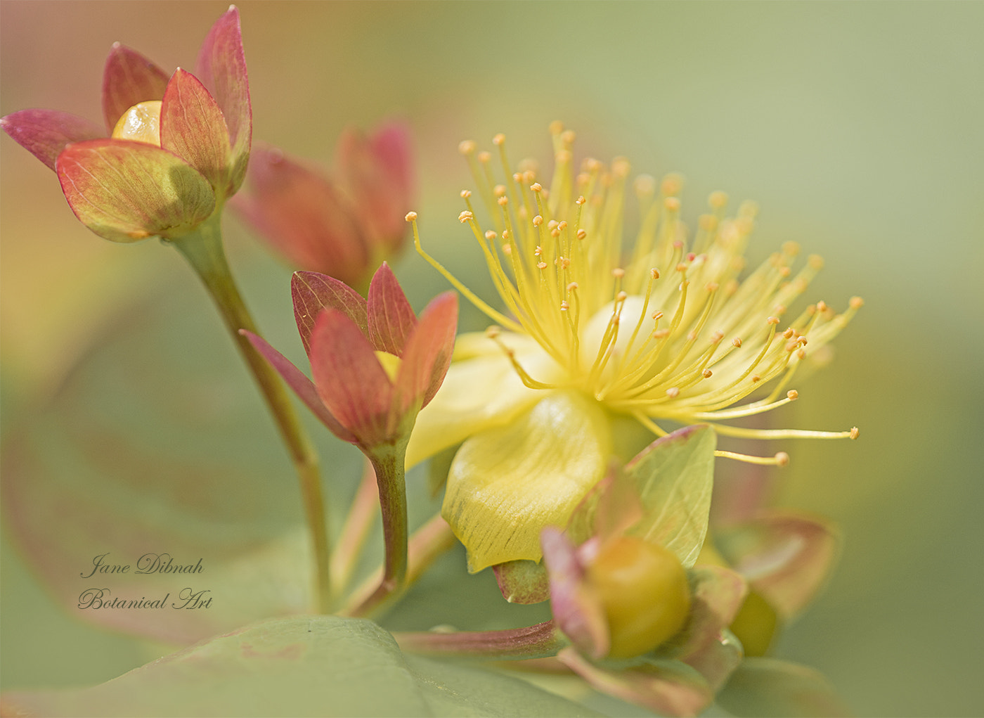 Canon EF 180mm F3.5L Macro USM sample photo. Hypericum photography