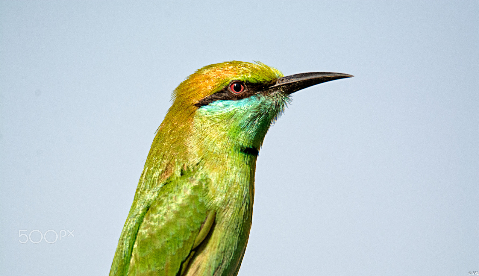 Nikon D7100 + Sigma 50mm F2.8 EX DG Macro sample photo. Green bee eater photography