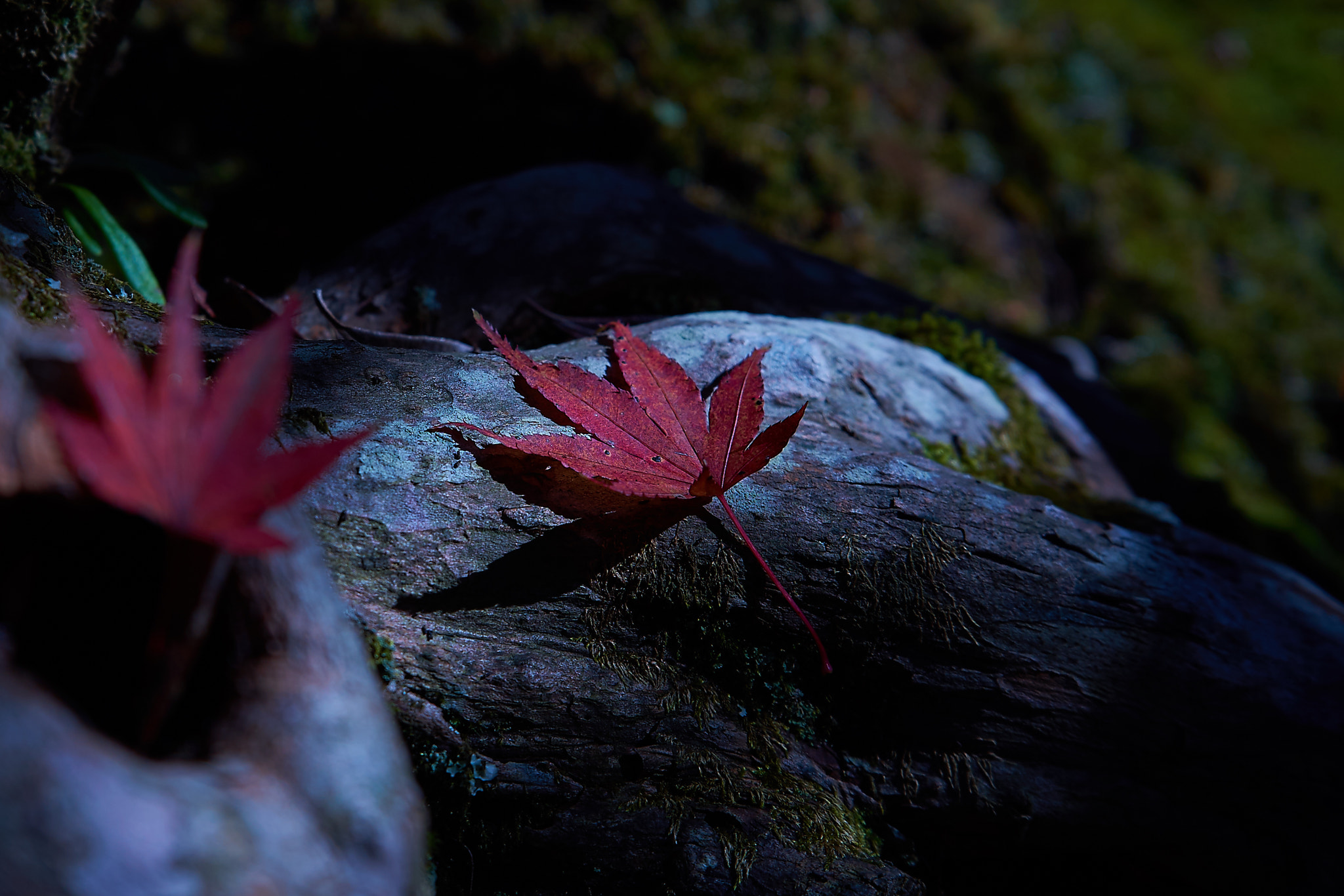 Sony a7S II + Sony FE 28-70mm F3.5-5.6 OSS sample photo. Late autumn photography