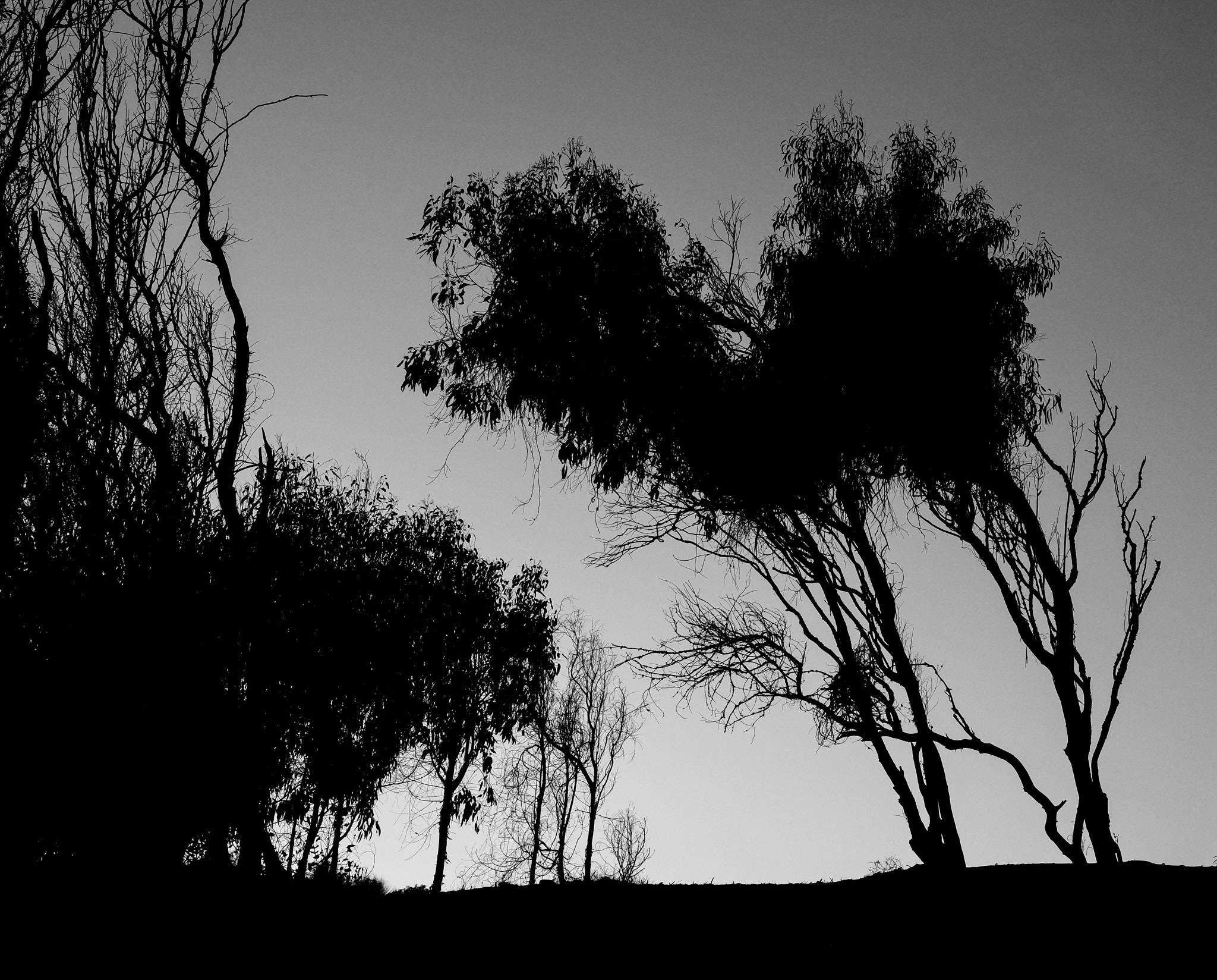 Fujifilm X-T1 + Fujifilm XF 27mm F2.8 sample photo. Trees photography