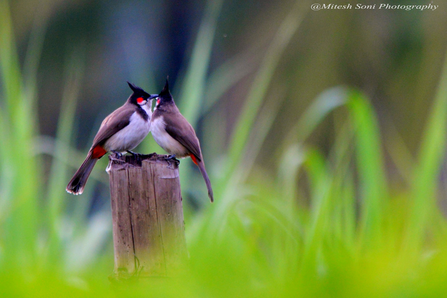 Sigma 150-500mm F5-6.3 DG OS HSM sample photo. Bul bul couple photography