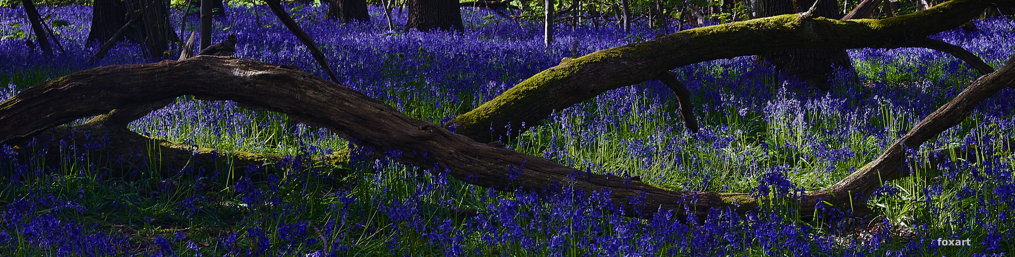 Schneider LS 80mm f/2.8 sample photo. Bluebells photography