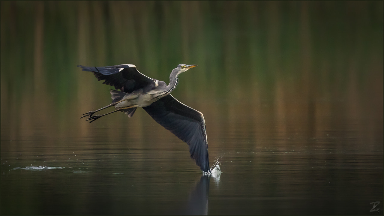 Canon EF 400mm F4 DO IS II USM sample photo. Graureiher - grey heron photography