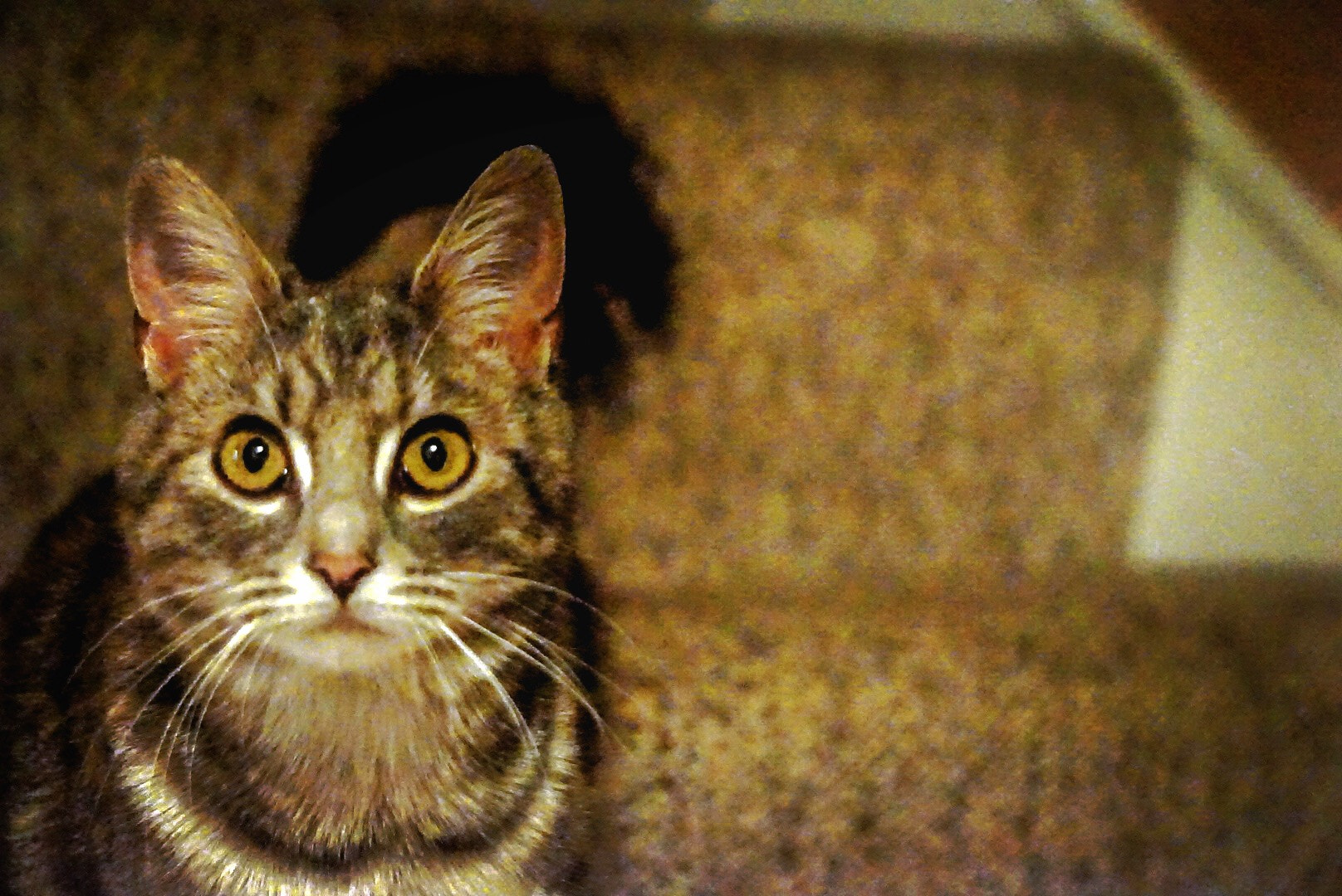 Sony a5100 sample photo. New kitty photography